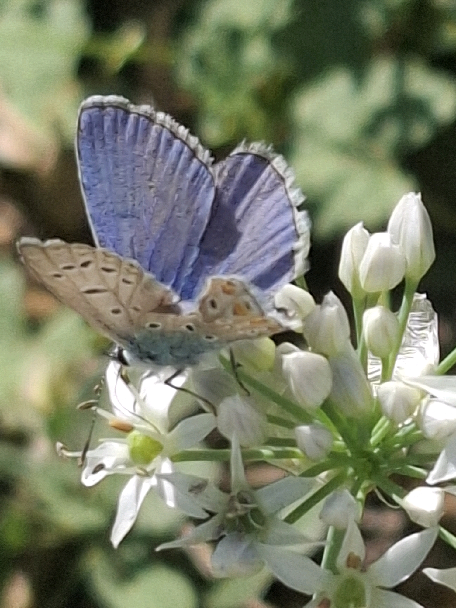 A close-up, slightly blurred photograph captures a small blue butterfly with delicate, patterned wings resting on a cluster of white flowers. The butterfly's upper wings are a vibrant blue, while the undersides are a lighter brown with darker spots and markings. The flowers are small and star-shaped, with visible stamens and pistils. The background is softly focused, showing green foliage and hints of brown earth, suggesting an outdoor, natural setting such as a garden or park. No specific location in Almaty, Kazakhstan is identifiable from the image.