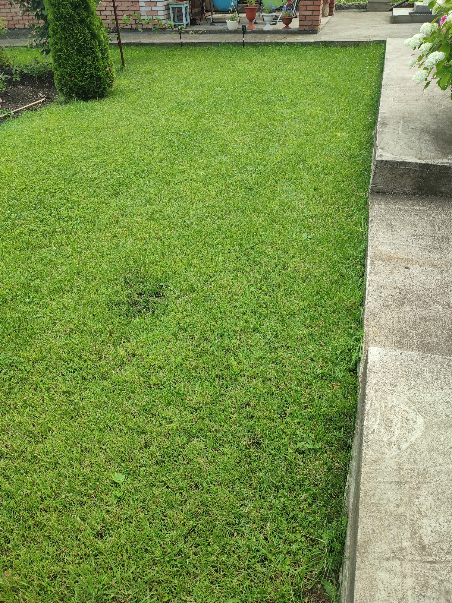 The image depicts a section of a well-maintained lawn adjacent to a concrete pathway and steps. The grass is a vibrant green, uniformly cut, with a few scattered small plants and a dark patch in the center, possibly indicating a mown-out area or a small depression. To the left of the lawn, a tall, conical evergreen shrub is planted in dark soil. The background shows the edge of a brick building and some potted plants, suggesting a residential or garden setting. The concrete elements, including a low retaining wall and steps, show signs of wear and weathering. The overall scene is one of a typical domestic outdoor space. The location is identified as Kumertau, Russia.