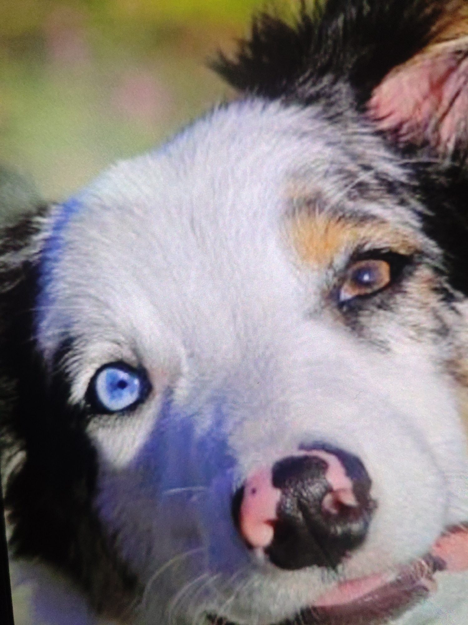 The image is a close-up of a dog's face, specifically its eyes, nose, and the fur around its muzzle. The dog has heterochromia, with one eye being a striking blue and the other a brown or amber color. Its nose is dark with some pinkish mottling. The fur is a mix of white, black, and brown, with some patches appearing blue-ish due to lighting. The background is out of focus and appears to be a green, grassy area, suggesting an outdoor setting. There are no discernible buildings or landmarks that would indicate a specific location in the city of Armavir, Russia.