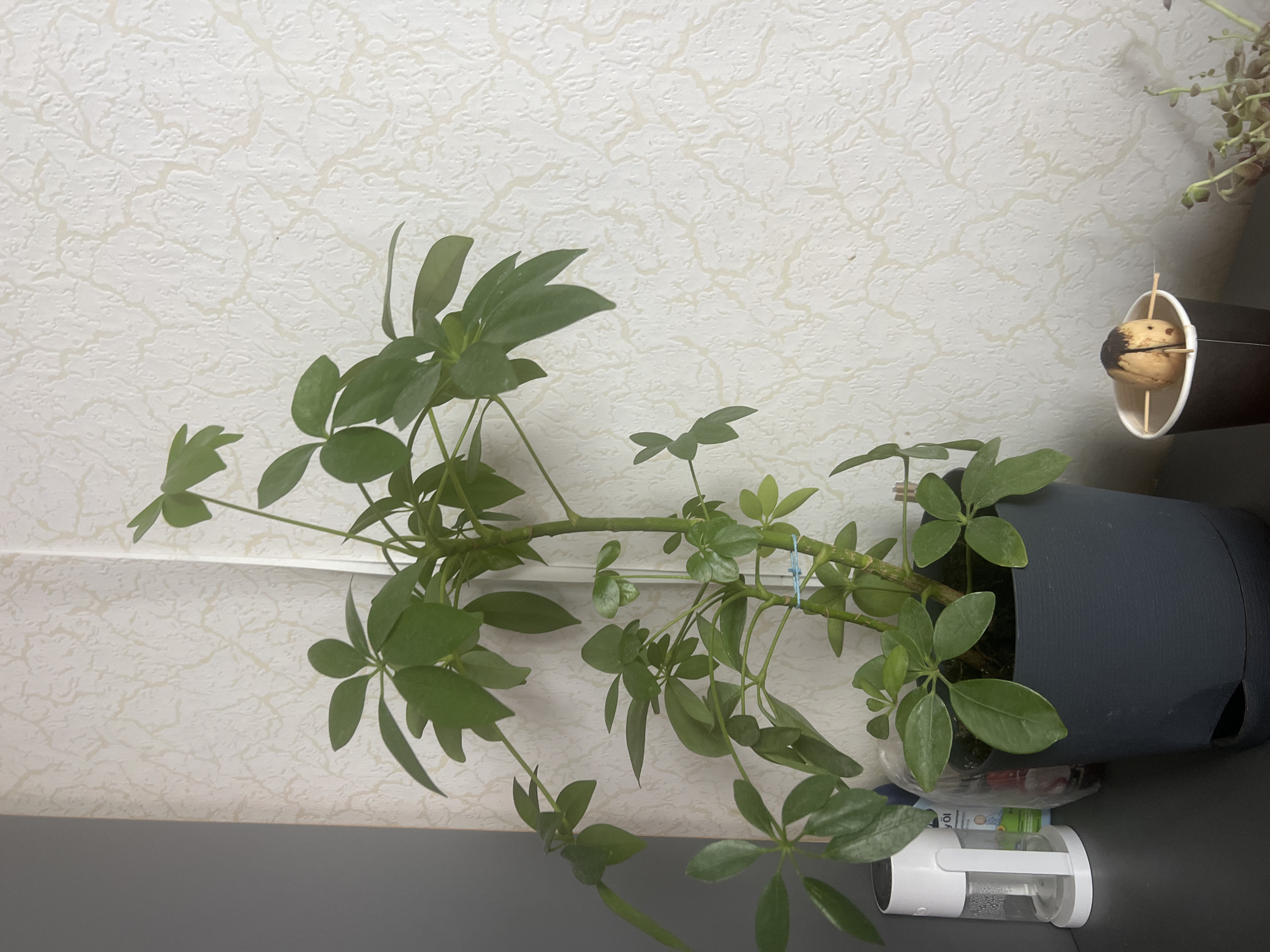 The image depicts an indoor scene, likely a domestic setting, with a focus on a potted green plant. The plant is a Schefflera, commonly known as an umbrella tree, with multiple stems and palmate leaves. It is housed in a dark gray pot with a self-watering reservoir. To the left of the plant, a white humidifier with a clear water tank is visible. Behind the plant and humidifier, a textured, off-white wallpaper covers the wall, with a subtle pattern resembling cracks or veins. To the right of the plant, a partially visible avocado seed, suspended by toothpicks over a dark paper cup, sits on a surface. Further to the right, a small succulent plant with reddish-green leaves is partially visible. The scene is lit by an unseen light source, casting soft shadows. The image does not contain any identifiable landmarks or elements that would indicate its specific location within the city of Pskov, Russia.