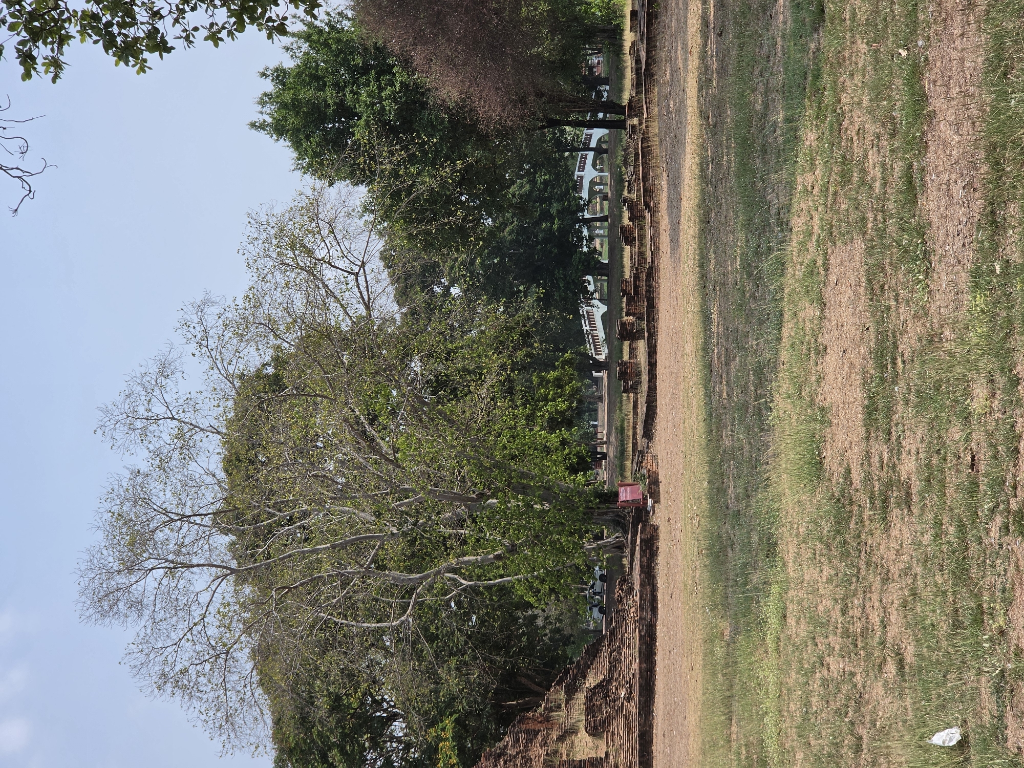 The image shows a scene in Phra Nakhon Si Ayutthaya City Municipality, Thailand. The foreground consists of a grassy area on the right and crumbling brick structures on the left. A large tree with a mix of bare branches and green leaves stands prominently to the left, partially obscuring the sky. Behind the tree and brick structure, a row of green trees stretches into the distance, alongside the remains of an ancient structure. White benches are visible in between the trees. The sky is pale blue. The entire image has been rotated 90 degrees counterclockwise.