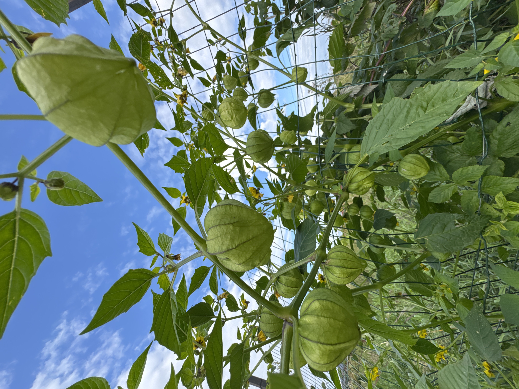 In Kempelevo, Russia, a low-angle shot reveals a tomatillo plant laden with green, husked fruits. The plant is supported by a wire fence, with its branches reaching upwards towards a bright blue sky dotted with white clouds. The leaves are a vibrant green, and small yellow flowers are visible amongst the foliage. The scene is a close-up view of the plant's growth, with the fruits of varying sizes, some fully enclosed in their husks, others partially exposed. The foreground shows more of the plant's leaves and stems, with a blurred background of more greenery and the fence. The lighting suggests it is daytime.