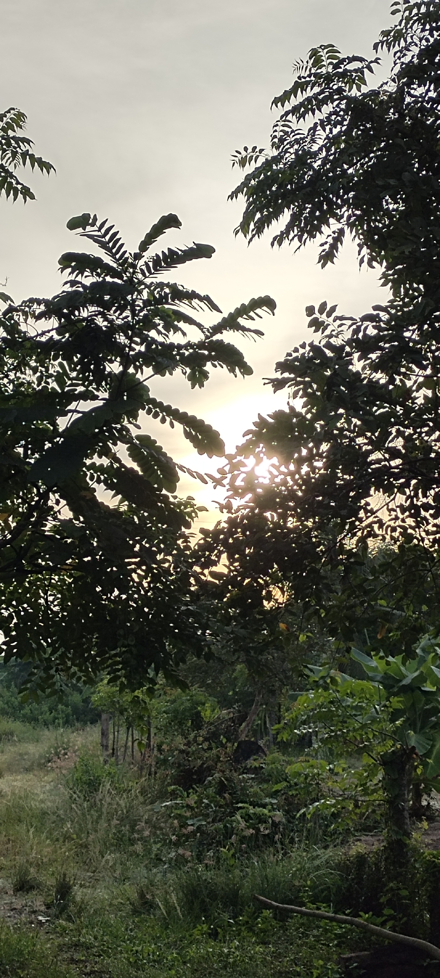 The image depicts a natural outdoor scene at dawn or dusk, with the sun partially obscured by the foliage of trees. The foreground is dominated by lush green vegetation, including grasses and the leaves of trees that frame the sky. The sunlight filters through the leaves, creating a dappled effect and highlighting the textures of the foliage. In the background, a hazy sky suggests the presence of clouds, typical of the atmospheric conditions in Lhokseumawe, Indonesia, which is characterized by a tropical climate with high humidity and rainfall, especially during the transitional periods of the year. There are no people or discernible man-made structures, emphasizing a serene and untouched natural environment.