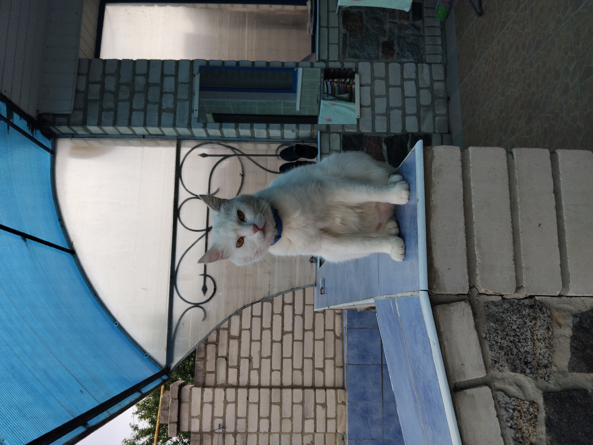 A white cat with yellow eyes, wearing a blue collar, sits on a tiled ledge outside a building. The cat is facing the camera. Behind the cat, a brick wall with a blue tiled structure is visible. To the right, a brick pillar supports a reflective surface, possibly a mirror, showing a blue window and folded towels. The environment appears to be an outdoor covered area with a translucent blue roof and a patterned floor. The overall lighting suggests it is either early morning or late afternoon. This scene is located in Zhytomyr, Ukraine.