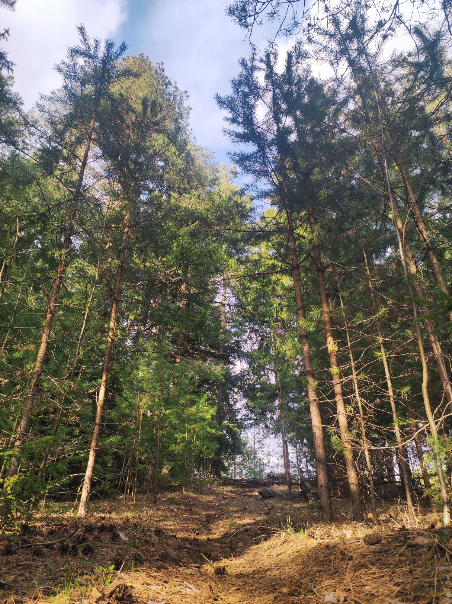 The image depicts a forest scene, likely located near the city of Фоки, Russia. Tall, thin trees with green foliage reach upwards, obscuring much of the sky. The ground is covered in pine needles and other forest debris. The lighting suggests either early morning or late afternoon. There are no people visible.