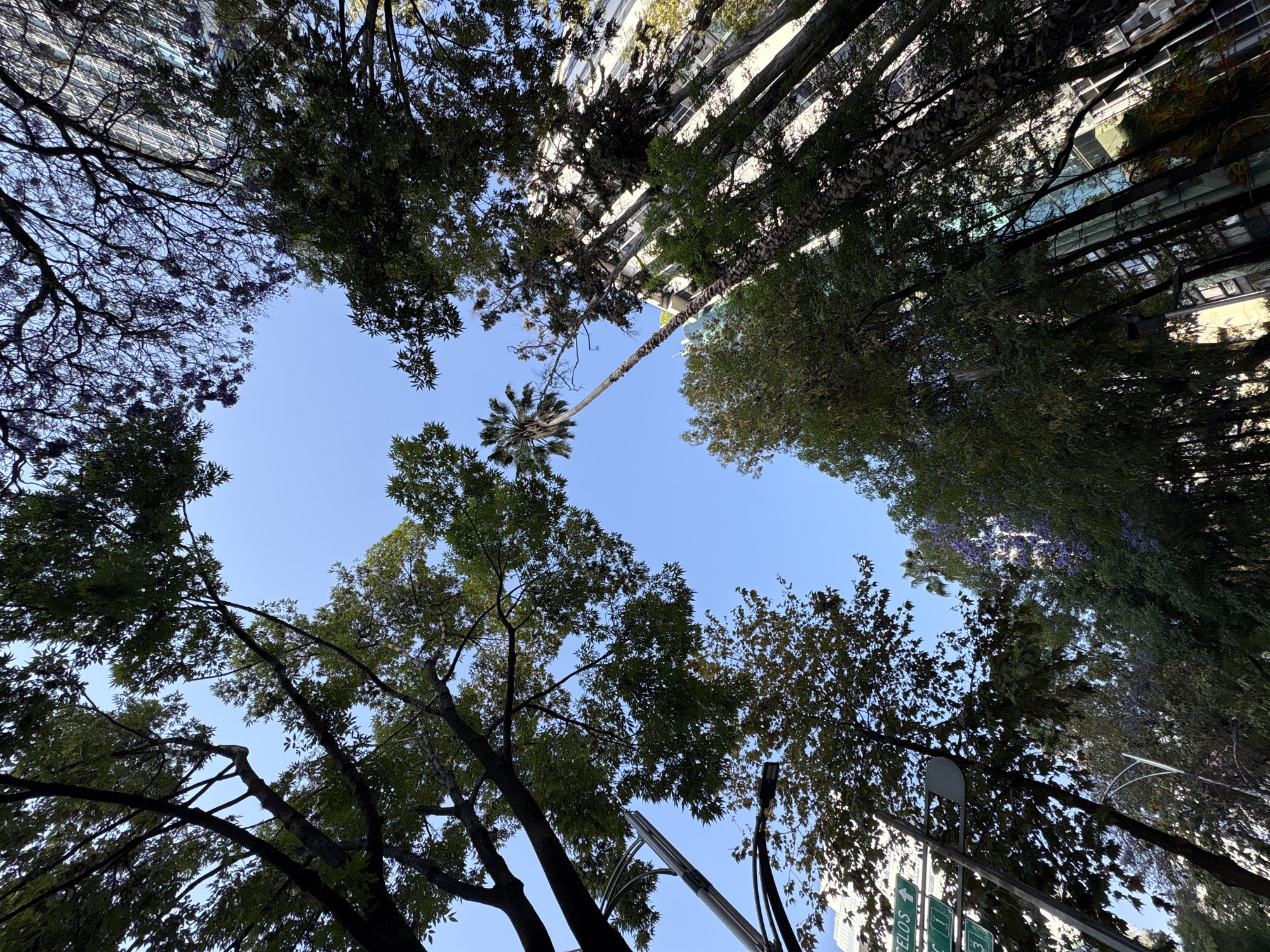 An upward-angled photograph captures a clear blue sky framed by dense tree canopies and portions of urban architecture. The central element is a bright, cloudless sky. Surrounding this central void, various trees are visible: several deciduous trees with dark green foliage, a tall palm tree positioned centrally on the right side, and trees with bare branches featuring clusters of purple flowers, likely Jacarandas, particularly visible in the mid-right. In the background, tall modern buildings with numerous windows and reflective surfaces are partially visible through and above the trees, catching sunlight. A grey street light arm extends from the left side of the frame. Below the street light, a portion of a green street sign with white lettering is visible, displaying "CELOS" with an upward arrow and the numbers "11" and "3," indicating a street name segment, specifically suggesting Circuito Interior José Vasconcelos. No individuals or vehicles are present in the frame. The scene is illuminated by natural daylight. This location is identified as within Mexico City, Mexico, likely along or near Circuito Interior José Vasconcelos.