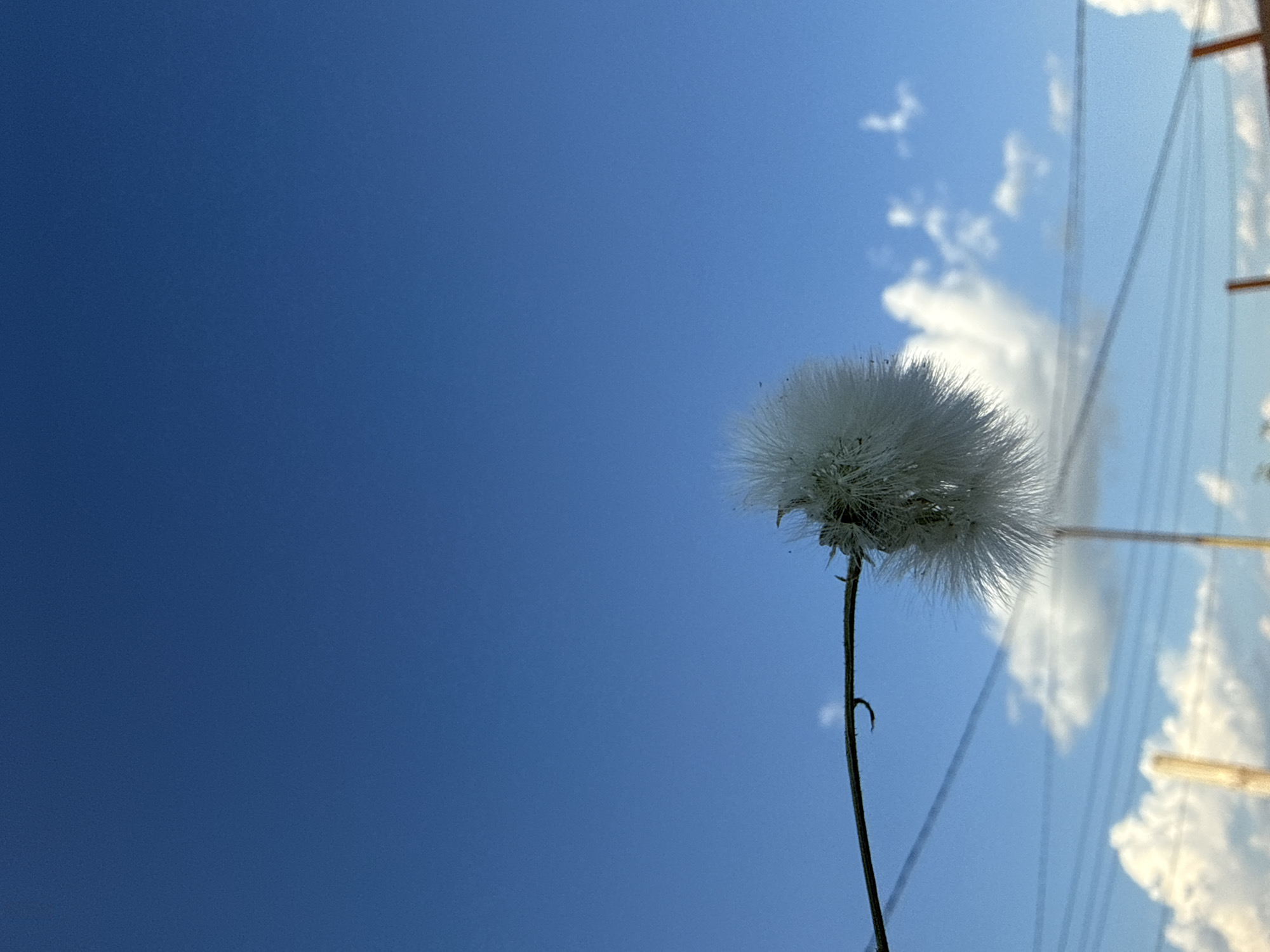 A single dandelion seed head is in focus against a clear blue sky. The seed head is fluffy and white, attached to a thin, dark stem that extends from the left side of the frame. Below the seed head, a few scattered white clouds are visible. Several thin, dark lines, possibly power lines, stretch horizontally across the lower half of the image. In the background, blurred vertical elements that appear to be fence posts or poles are visible, with more white clouds and a hint of hazy greenery beneath them. The image has a slightly grainy texture. No people are present, and no specific location within Tbilisi, Georgia can be determined from the visual information.