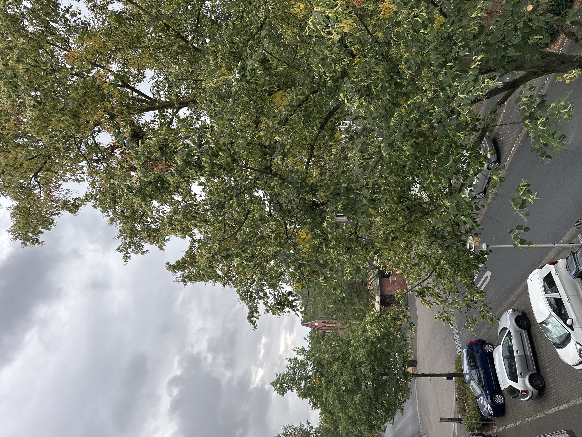 The image depicts a street scene in Hamm, Germany, on an overcast day. In the foreground, a large tree with variegated green and yellow leaves dominates the right side of the frame. To the left, a street is visible with several parked cars. From top to bottom, these include a dark blue hatchback, a silver hatchback, and a white hatchback, all parked alongside a paved sidewalk. Further down the street, another silver car is visible. Across the street, a brick building with a red-tiled roof and a pointed section is partially obscured by trees. The sky is filled with grey clouds. A lamppost stands on the right side of the street.