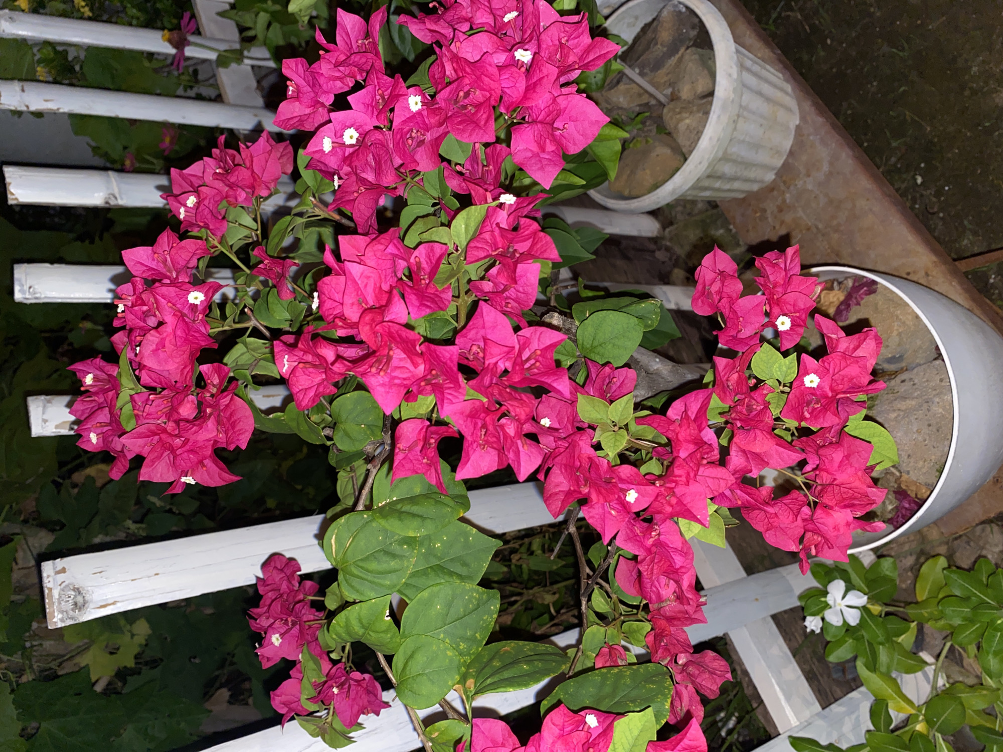 The image shows a close-up view of vibrant pink bougainvillea flowers with green leaves, set against a backdrop of a white wooden fence. The flowers are the primary subject, with clusters of bright pink bracts surrounding small white actual flowers. The leaves are a deep green and appear healthy, though some have small yellow spots. In the foreground, two white pots are visible, one containing the bougainvillea and another, slightly to the right, also with rocks and soil suggesting another plant. A small white flower with five petals is visible in the lower left corner of the image. The setting appears to be an outdoor area, likely a garden or patio, with a rustic charm suggested by the weathered white fence. The lighting is somewhat dim, indicating it might be evening or a shaded area. This scene is consistent with residential gardens found throughout Davao City, Philippines, where bougainvillea are commonly grown due to the tropical climate.