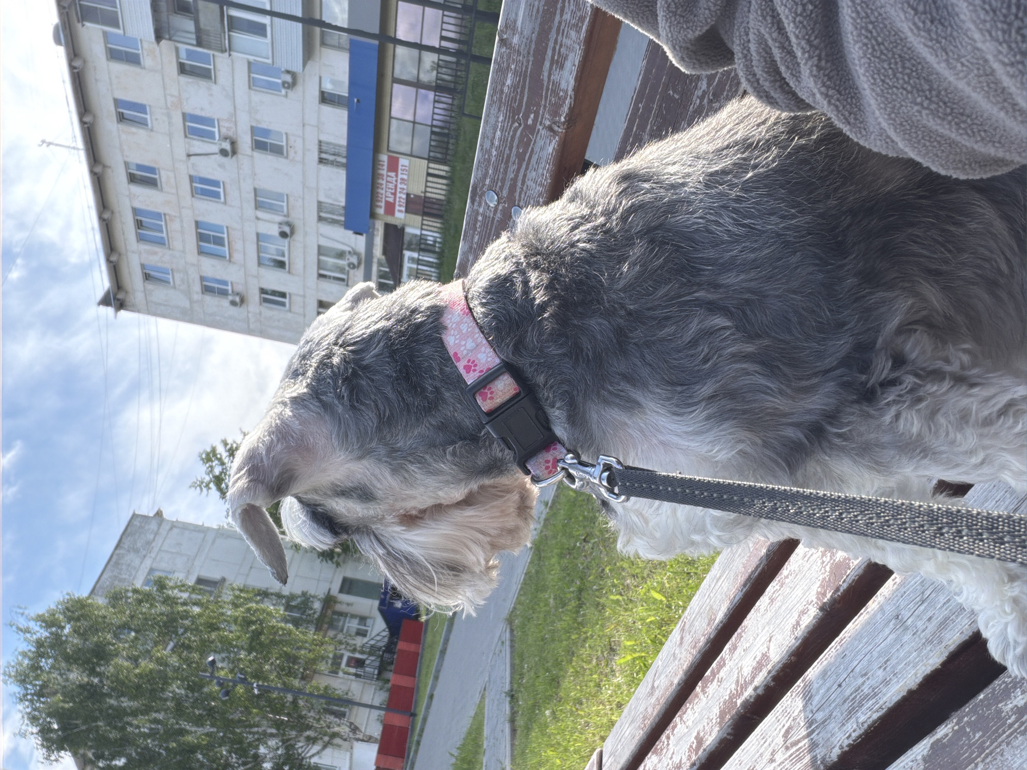 A gray Schnauzer dog is resting on a wooden bench. It is wearing a pink collar with paw prints and a gray leash. The dog is facing left and has its head turned to the right. The person holding the leash is wearing a gray fleece jacket.
In the background, there is a tall, light-colored building with many windows. A blue sign is visible on the building. There are also trees, grass, and a pedestrian walkway. This appears to be a photograph taken in the city of Chaikovsky, Russia.