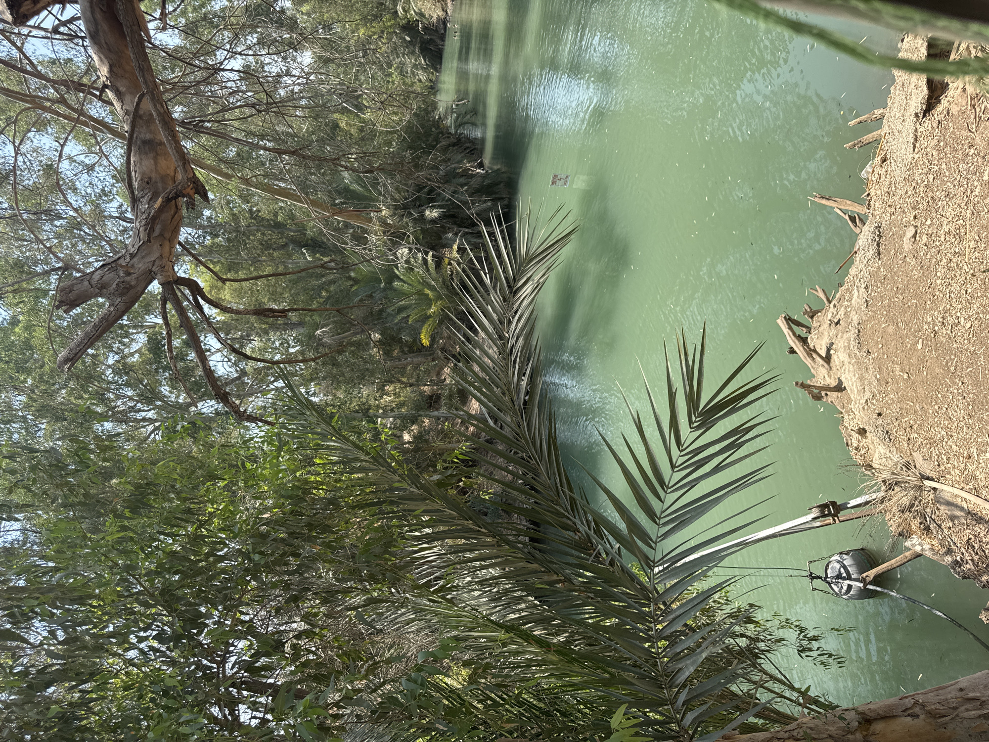 The image depicts a serene river scene within a lush, green environment. The river, with its clear, greenish water, flows gently, reflecting the surrounding trees. On the left bank, a large palm frond extends over the water, partially obscuring the view. A heavy, grey object, possibly a bucket or a float, is suspended in the water by a rope and pulley system attached to a metal pole. The bank itself is made of brown earth and gravel, with some dead branches and dried leaves scattered about. In the distance, the river winds its way through a dense forest, with sunlight filtering through the leaves. A small, white sign with red lettering is visible in the water on the right side of the river. The overall impression is one of natural beauty and tranquility. This scene is located in the Emek HaYarden Regional Council, Israel, a region known for its abundant natural resources and historical significance.