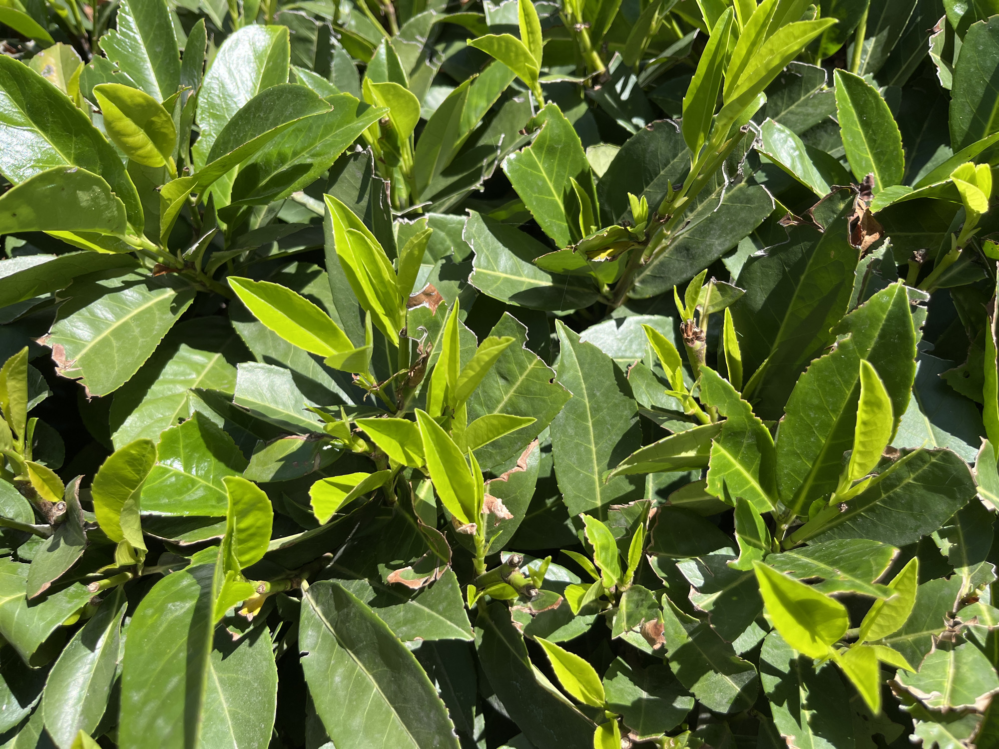 A close-up, overhead shot captures a dense arrangement of glossy, deep green leaves, characteristic of a laurel hedge. The foliage is lush, with some leaves exhibiting a lighter, brighter green hue, suggesting new growth. The sun casts dappled shadows across the leaves, highlighting their smooth texture and creating a sense of depth within the densely packed greenery. Small, brown, dried edges are visible on some of the older leaves, indicating natural aging or slight environmental stress. The overall impression is one of vibrant, healthy plant life.