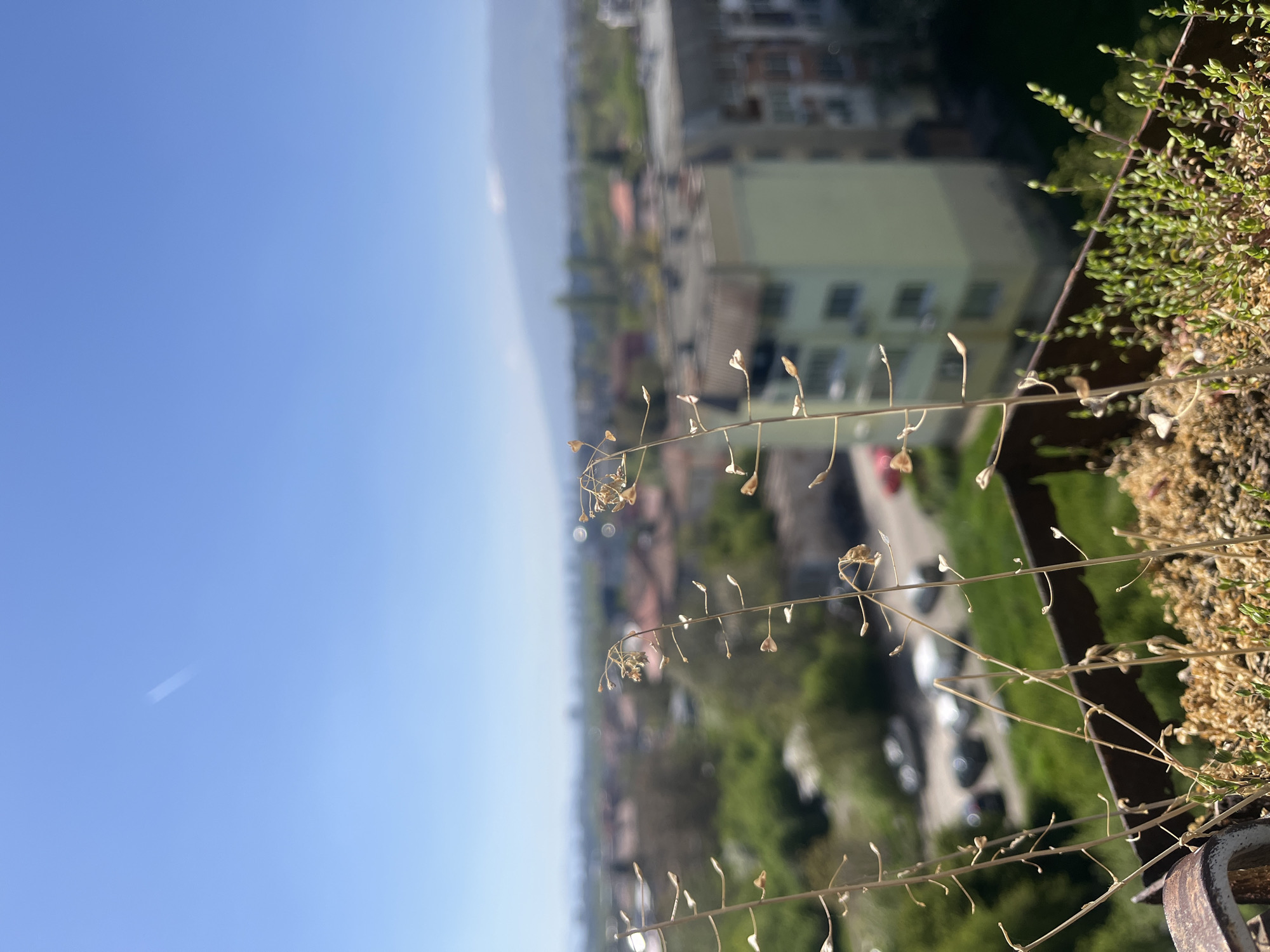 Here's a description of the image:
The image presents a high-angle view overlooking a cityscape, likely from a balcony or rooftop. The right side of the frame is occupied by foliage, a mix of green and dry plants growing near what appears to be a metal railing. A few thin, bare stems with small seedpods reach out into the open space.
Beyond the railing, the cityscape stretches into the distance. The foreground shows residential buildings and roads, becoming increasingly blurred as the view extends to the horizon. The sky is a clear, light blue and mostly clear.
While I cannot pinpoint the exact location in Sofia without further information, the image depicts a typical urban environment that could be found in many residential areas of the city.