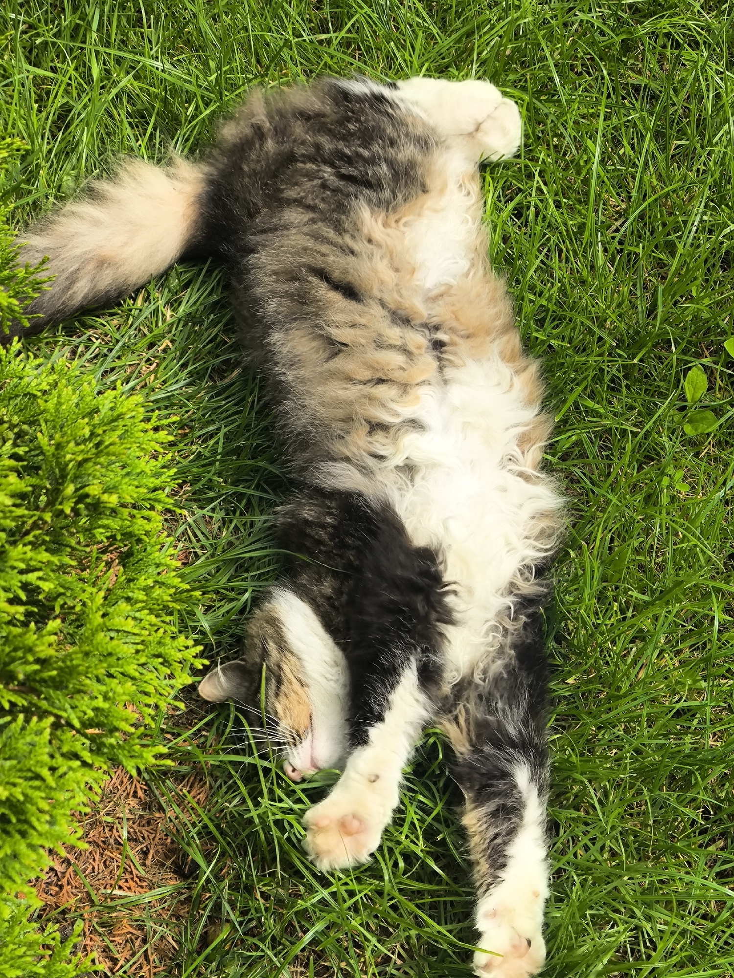 A long-haired cat with tri-color fur is lying on its back in a patch of green grass and some foliage. The cat is mostly obscured by the grass, but its belly, paws, tail, and part of its face are visible. The cat appears to be sleeping or relaxed. The scene is outdoors, likely in a yard or park, under natural sunlight. There is no discernible information to place this image in Kaliningrad, Russia, or any other specific city.