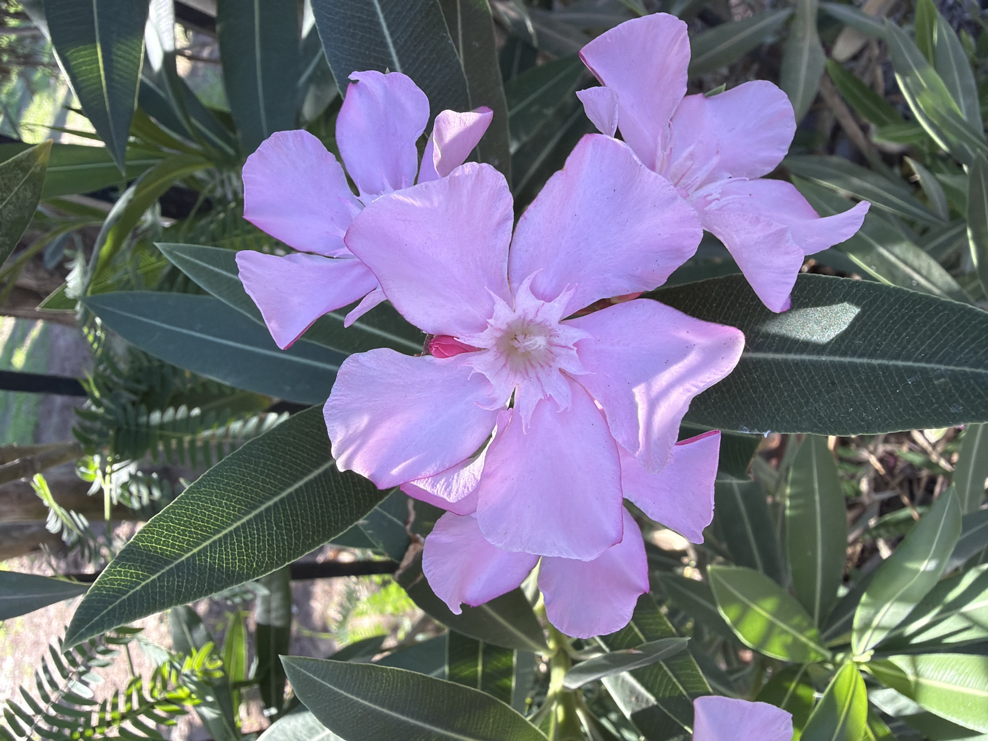 The image shows a close-up view of several light pink oleander flowers and their long, lance-shaped green leaves. The flowers have five petals each, with some petals slightly curled. The central part of the flowers displays a delicate texture. The leaves are arranged in whorls, and some are veined with lighter green lines. The background is softly blurred, with glimpses of other foliage, tree trunks, and a fence. Sunlight filters through the leaves, creating highlights and shadows on the petals and foliage. The scene appears to be an outdoor setting, likely a garden or park, in Kemer, Turkey. There are no people or animals visible in the image.