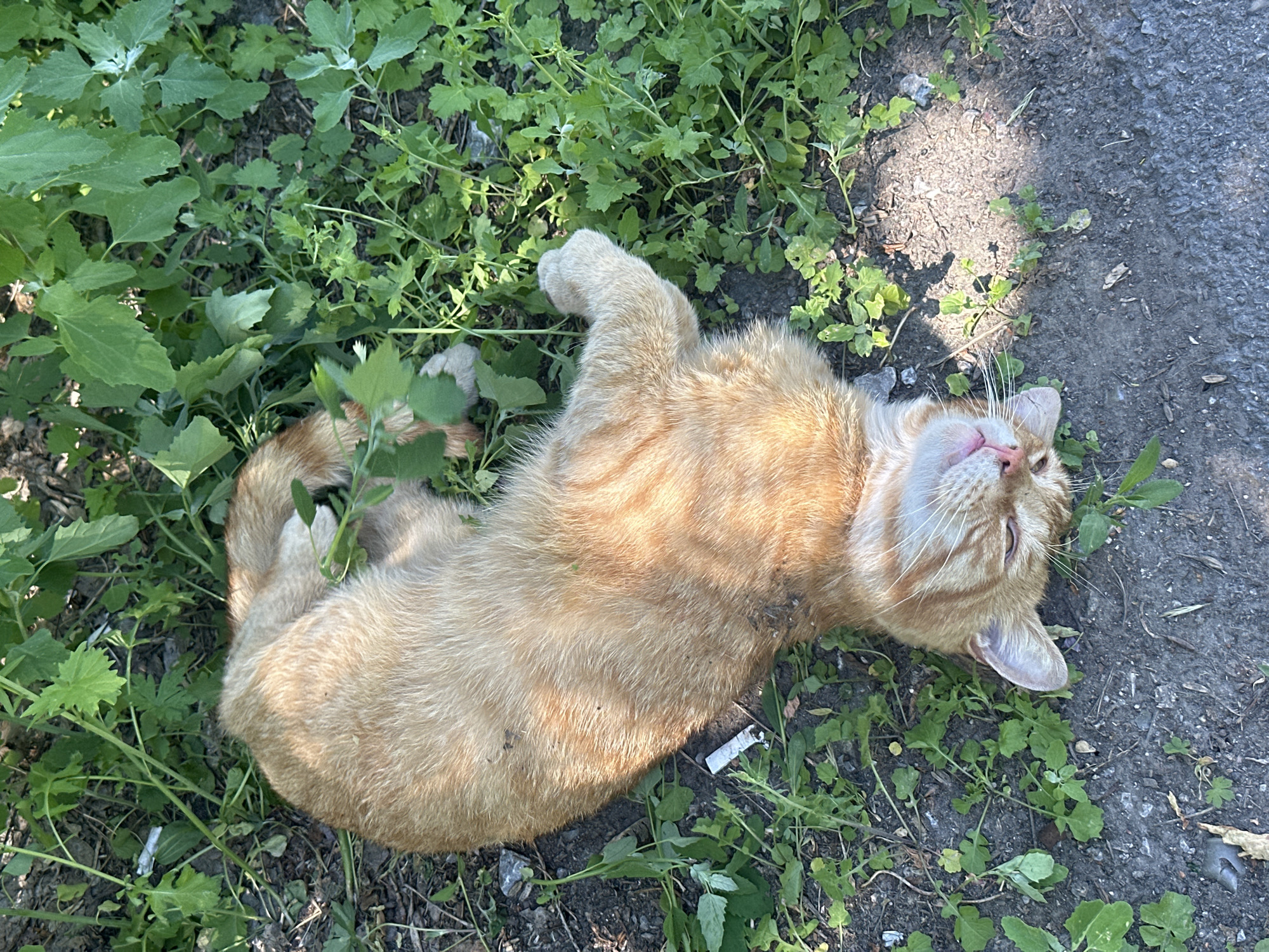 An orange tabby cat is lying on its back on a patch of dirt and green vegetation. The cat appears to be sleeping or resting, with its eyes closed and paws splayed out. Its fur is a mix of light and dark orange stripes. The background consists of various green plants, including some larger leaves and smaller weeds. The ground is a mixture of dark soil, pebbles, and some dry leaves. A discarded cigarette butt is visible in the dirt near the cat's body. The lighting suggests it is daytime, with sunlight casting shadows on the ground. The scene is located outdoors, in an area that appears to be somewhat unkempt, possibly a neglected urban green space or roadside in Novoaltaysk, Russia.