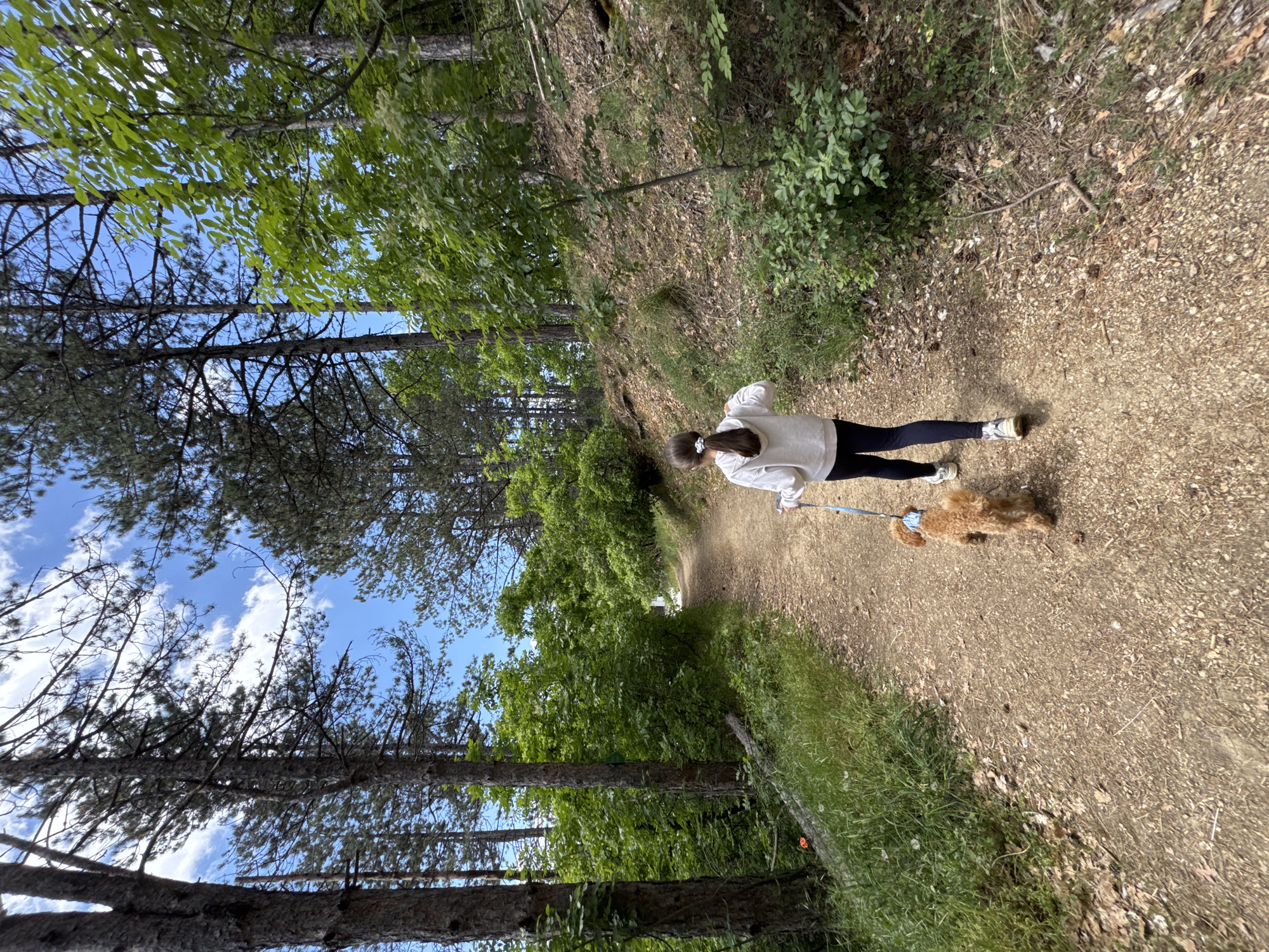 A young woman is walking a small, light-brown poodle on a dirt path in a forest. The woman is wearing a white sweatshirt, black leggings, and white sneakers. She has her hair pulled back in a ponytail and is holding a blue leash attached to the dog. The path is surrounded by trees and greenery. The sky is visible through the trees. The location is within a forest within the city of Blagoevgrad, Bulgaria.