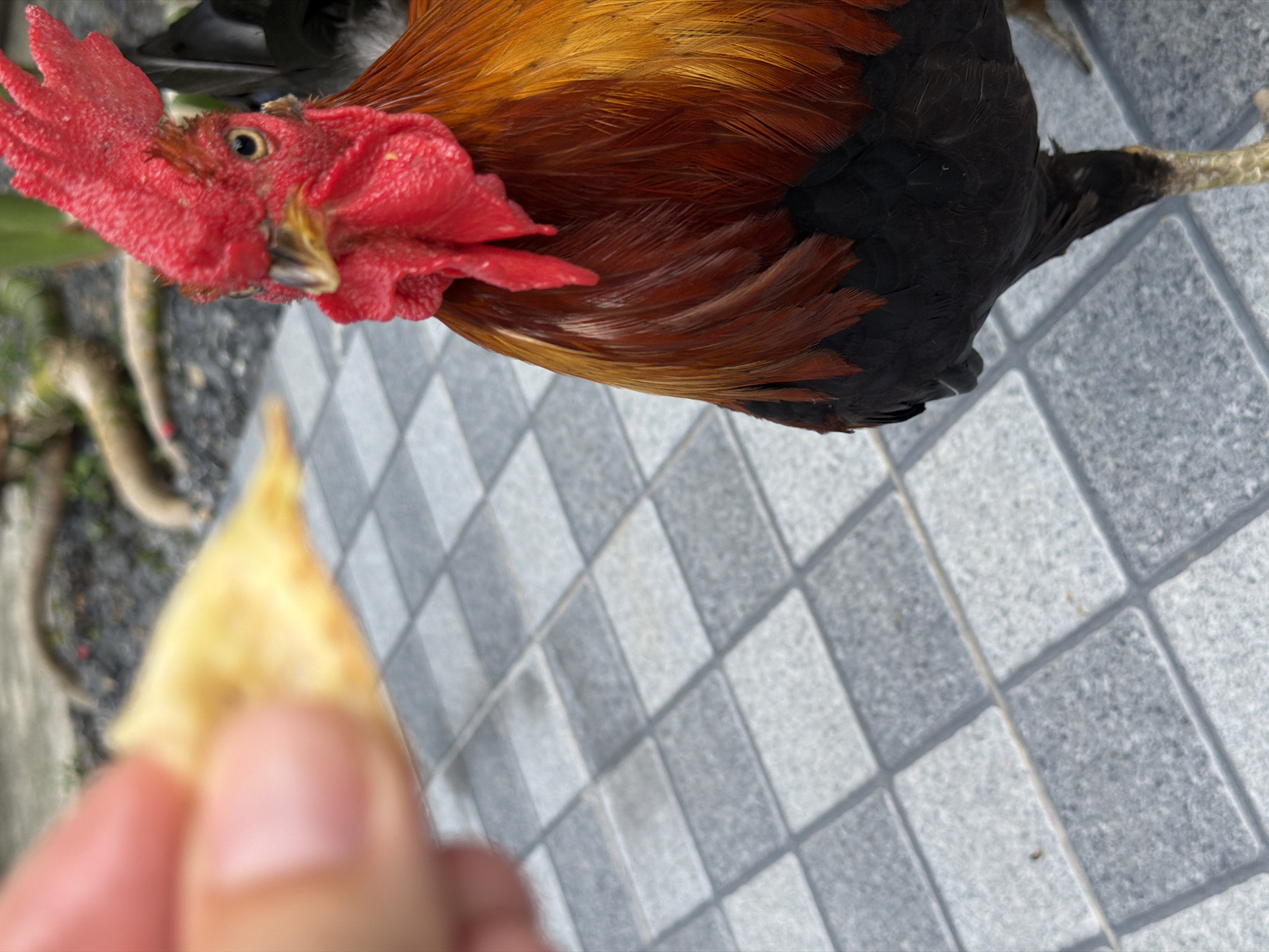 The media file shows a close-up, vertically oriented shot of a rooster being fed by a person. The rooster's vibrant red comb and wattles are prominent, along with its golden and reddish-brown feathers. Its eye is clearly visible. In the foreground, a person's finger and thumb are holding a piece of yellow food, likely a chip or cracker, for the rooster to eat. The background consists of a tiled walkway with gray and white square tiles, and some out-of-focus foliage and tree roots to the left. The lighting suggests it is daytime. The overall scene conveys a moment of interaction between a person and an animal, likely in a domestic or outdoor setting in Baan Bo Phut, Thailand. There is no visible text in the image.
