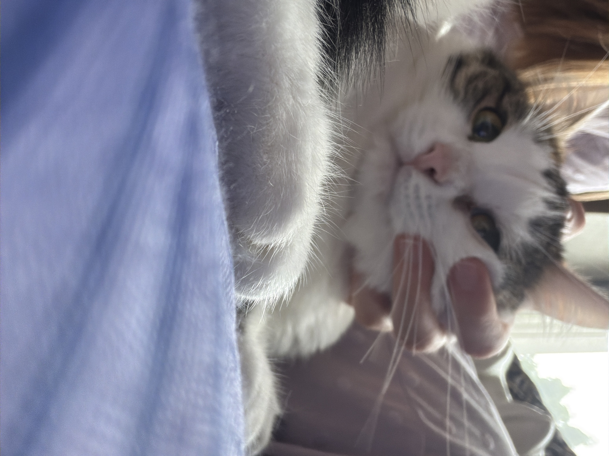 A domestic cat with white and tabby fur is the central subject of this close-up, low-angle photograph. The cat's face is partially obscured by a human hand, which is gently holding its cheek. The cat's eyes are open and appear to be a light brown or hazel color. Its nose is pink, and its whiskers are prominent. The cat's body is relaxed, and its paws are visible in the foreground, resting on a textured blue surface that appears to be fabric. The background is blurred, with hints of sunlight and indoor elements. The image does not provide any information about the location in the city of Колычёво, Russia, or any specific environmental context beyond the immediate indoor setting. The interaction depicted is one of affection or petting between a human and a pet.
