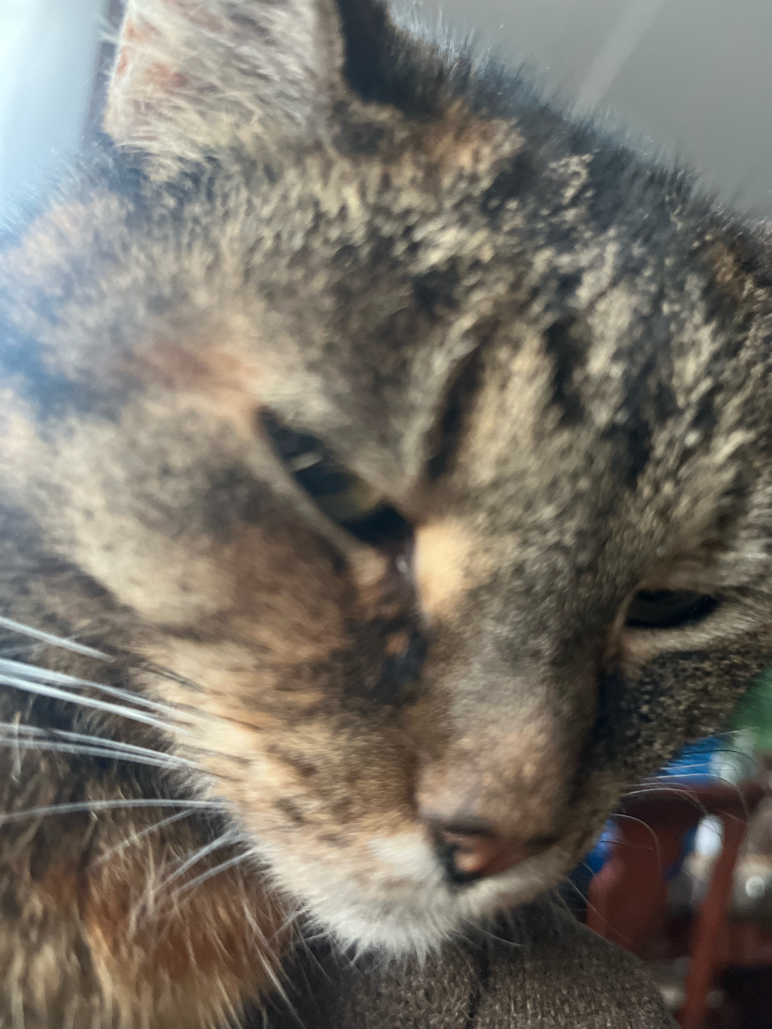 The image is a close-up, low-angle, slightly blurry shot of a tabby cat's face. The cat has brown, black, and grey fur with distinct tabby markings. Its eyes are partially closed, and its whiskers are prominent. The background is out of focus, showing hints of a light-colored wall or window on the left and some blurred, colorful objects, possibly furniture or decorations, on the right. The image does not contain any identifiable landmarks or elements that would indicate a specific location within Vladimirovka, Russia, or any city.