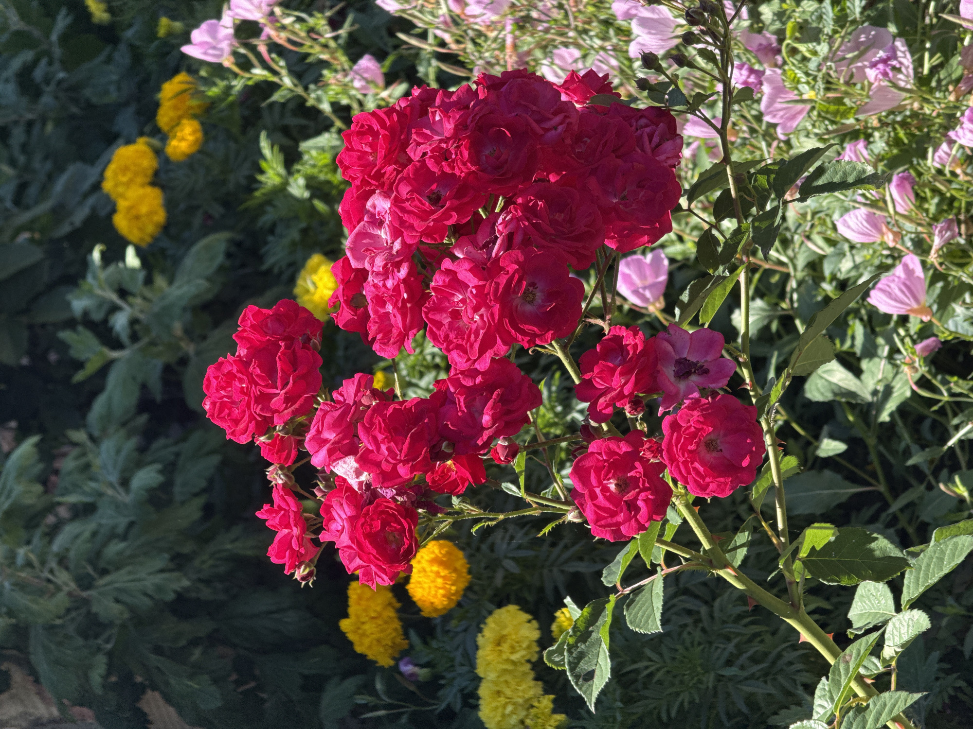 A close-up, high-angle shot captures a cluster of bright pink roses in full bloom, with their petals tightly furled in the center and opening outwards. The roses are supported by a thorny green stem with serrated leaves. In the background, soft-focus yellow marigolds and delicate pink flowers create a vibrant, garden-like atmosphere, under dappled sunlight suggesting an outdoor setting, likely a garden in the city of Konop, Bulgaria. The overall impression is one of natural beauty and vibrant life.