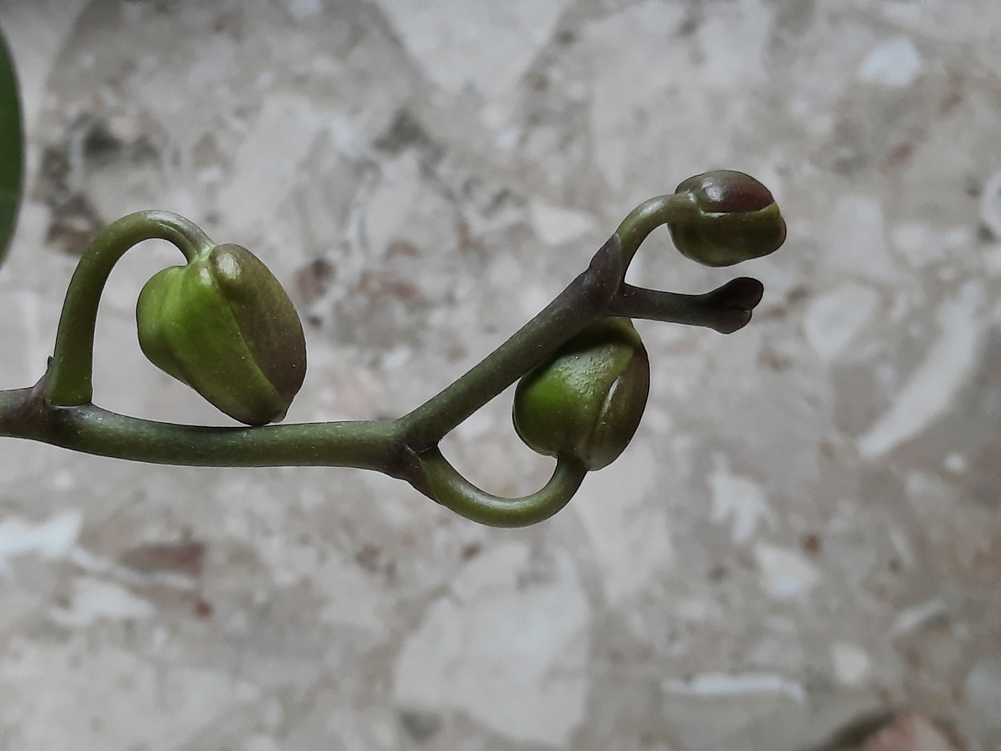 This is a close-up, high-angle shot of a stem with three orchid buds against a mottled gray background, possibly a countertop or floor. The stem is green with darker brown areas near the buds. The buds are green with a reddish-brown hue on their tips. The foreground bud is the largest and has a curved stalk. The two upper buds are smaller and are positioned on a thinner section of the stem that branches off. There are no people, animals, or other objects visible. The image quality is sharp and well-lit. The location in Rosenheim, Germany is not discernible from the image itself.