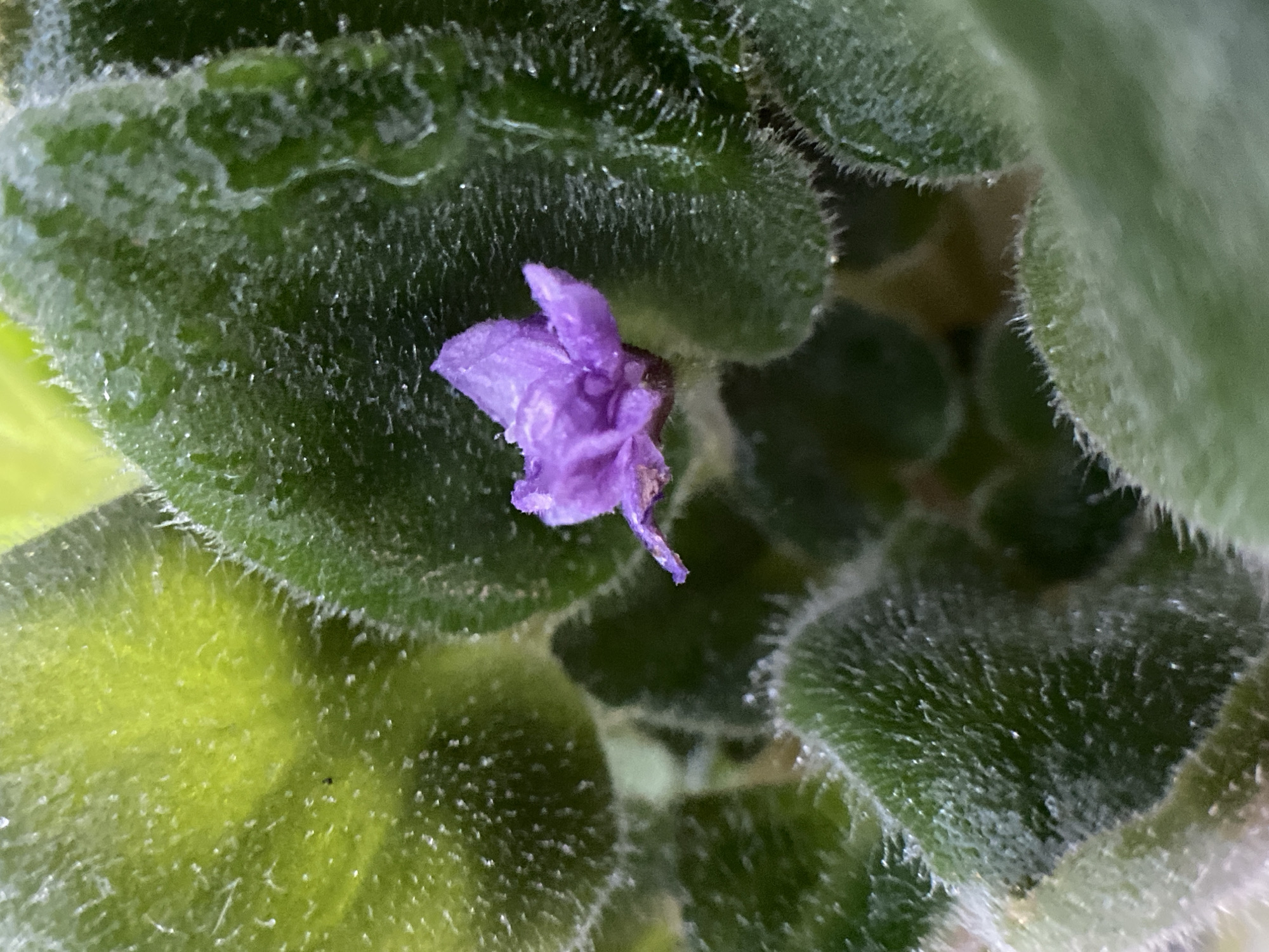 A close-up, top-down view captures a single, small, purple African violet flower surrounded by lush, fuzzy green leaves. The flower, which appears to be wilting slightly, is positioned centrally, slightly to the left of the frame. Dewdrops or water droplets are visible on the surfaces of the leaves, adding a touch of sparkle to the scene. The lighting is bright, creating highlights on the textured leaves. The background is a soft blur of green, suggesting more foliage further from the camera. The location is Unknown, Unknown.