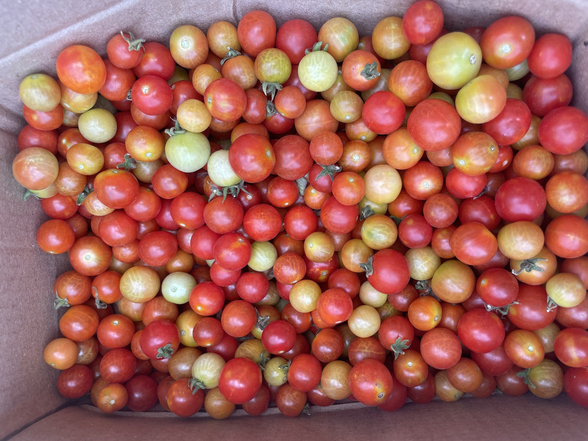 The image displays a vibrant, top-down view of numerous cherry tomatoes densely packed inside a simple brown cardboard box. The tomatoes present a rich mosaic of colors, indicating various stages of ripeness: deep reds dominate, intermingled with bright oranges, sunny yellows, and pale greens. Many of the small, round fruits still have their small, fresh green stems attached, suggesting a recent harvest.
The box is completely filled, showcasing the abundance of the produce. The tomatoes appear fresh and healthy, with smooth, slightly glossy skins. Bright, even lighting illuminates their varied hues, and there are no harsh shadows, suggesting clear daylight conditions. The rustic texture of the cardboard box provides a natural backdrop for the colorful produce.
No people are visible, and no specific activity is taking place; the image focuses solely on the presentation of the tomatoes. There is no visible text within the frame. This collection is likely a fresh batch of produce, possibly destined for a market or home use. Location: Mapusa, India.