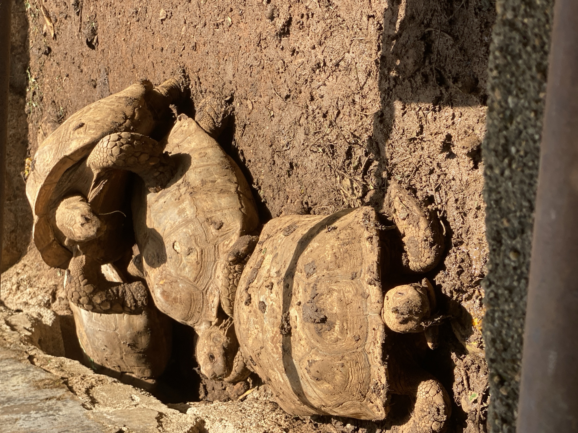 The image captures a group of tortoises nestled in dry, reddish-brown earth under bright, direct sunlight in Maigizo, Nigeria. Strong shadows are cast across the scene, indicating a clear, sunny day.
At least three distinct tortoises are visible, their shells and bodies caked with dried mud, allowing them to blend seamlessly with their dusty surroundings. On the left, two tortoises are closely intertwined; one appears to be resting on or climbing over another, with its head, scaly legs, and part of its plastron visible as it settles into a slight depression in the ground. A large tortoise dominates the central-right portion of the frame, showcasing its textured carapace, also covered in dirt. To its immediate right, a smaller tortoise's head and partial shell are visible, tucked near a dark, textured, possibly man-made structure or wall that runs vertically along the right edge of the image.
The ground consists of dry, clumpy soil with small pieces of debris and sparse, withered vegetation. A lighter-colored, possibly concrete or stone, surface is visible along the bottom-left edge. There are no human subjects or visible text in the image. The tortoises appear to be resting or seeking shelter, possibly from the sun, within their earthy environment.