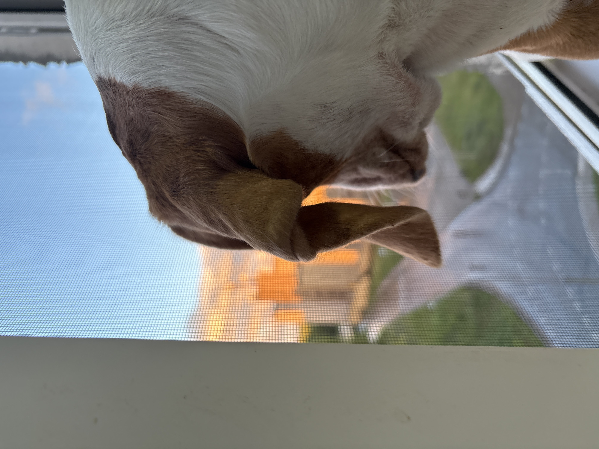 An extreme close-up shot shows the back of an English Bulldog's head and neck as it looks out a window. The dog is primarily white with large patches of tan fur. The background, viewed through a window screen, reveals a sky illuminated with the warm hues of a sunset, casting an orange glow on buildings and greenery. The image appears to be taken from inside a building, with a white windowsill visible in the foreground. The location is identified as Марковский, Russia.
