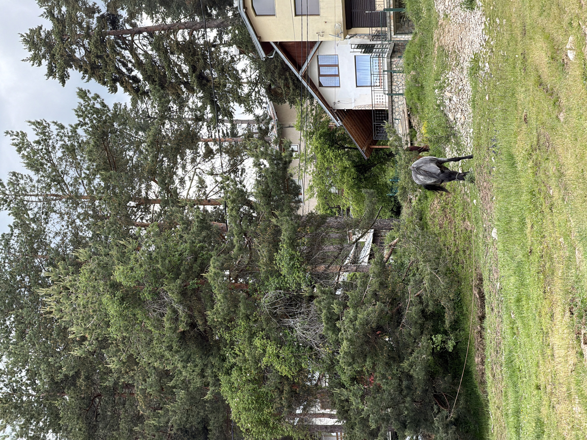 This outdoor image, captured in Цигов чарк, Bulgaria, presents a sloped, semi-natural landscape featuring residential buildings and dense tree cover under an overcast sky. In the foreground, a patch of green grass with some exposed soil and rocky areas transitions into an unpaved, gravel path on the right. A gray roan horse, observed from behind, walks uphill with its head lowered, appearing to graze. It wears a dark halter, and a lead rope is visible extending to the left. A second, brown horse is partially visible further up the slope, obscured by vegetation behind the gray horse.
The midground is dominated by numerous tall conifer trees, primarily pines, exhibiting green needles and some lighter new growth, interspersed with deciduous foliage and some dead branches. Several multi-story residential buildings are nestled among the trees. The most prominent houses on the right feature light-colored facades (light yellow/beige and white), brown wooden architectural accents, multiple windows (some with dark shutters), and balconies with dark metal railings and stone bases. A satellite dish is visible on the facade of the rightmost house. Further back, additional light-colored structures with pitched, red-brown roofs are partially visible through the dense tree canopy. Black utility lines traverse horizontally across the upper midground. The sky above is uniformly cloudy.