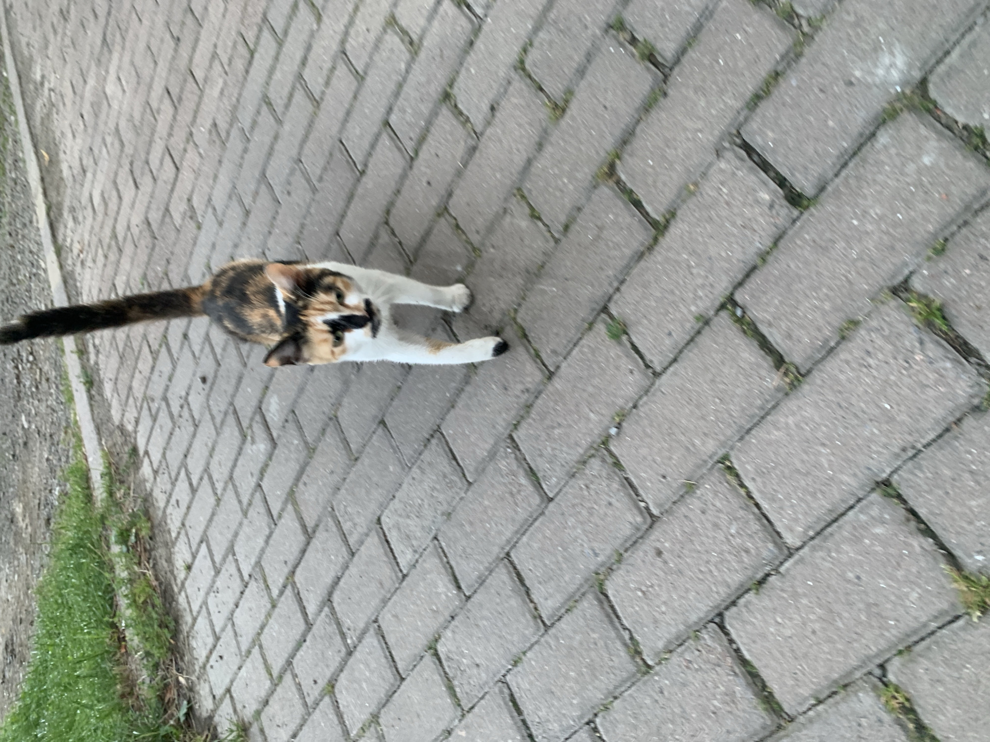 A calico cat walks on a paved walkway in Kolomyia, Ukraine. The walkway is made of rectangular gray pavers laid in a herringbone pattern, with small patches of grass growing between them. To the left of the walkway, there is a patch of green grass and a gravelly area. The cat is facing the camera, with its tail held high. Its fur is a mix of white, black, and orange, and it has a distinctive black marking on its face. The lighting suggests it is daytime.