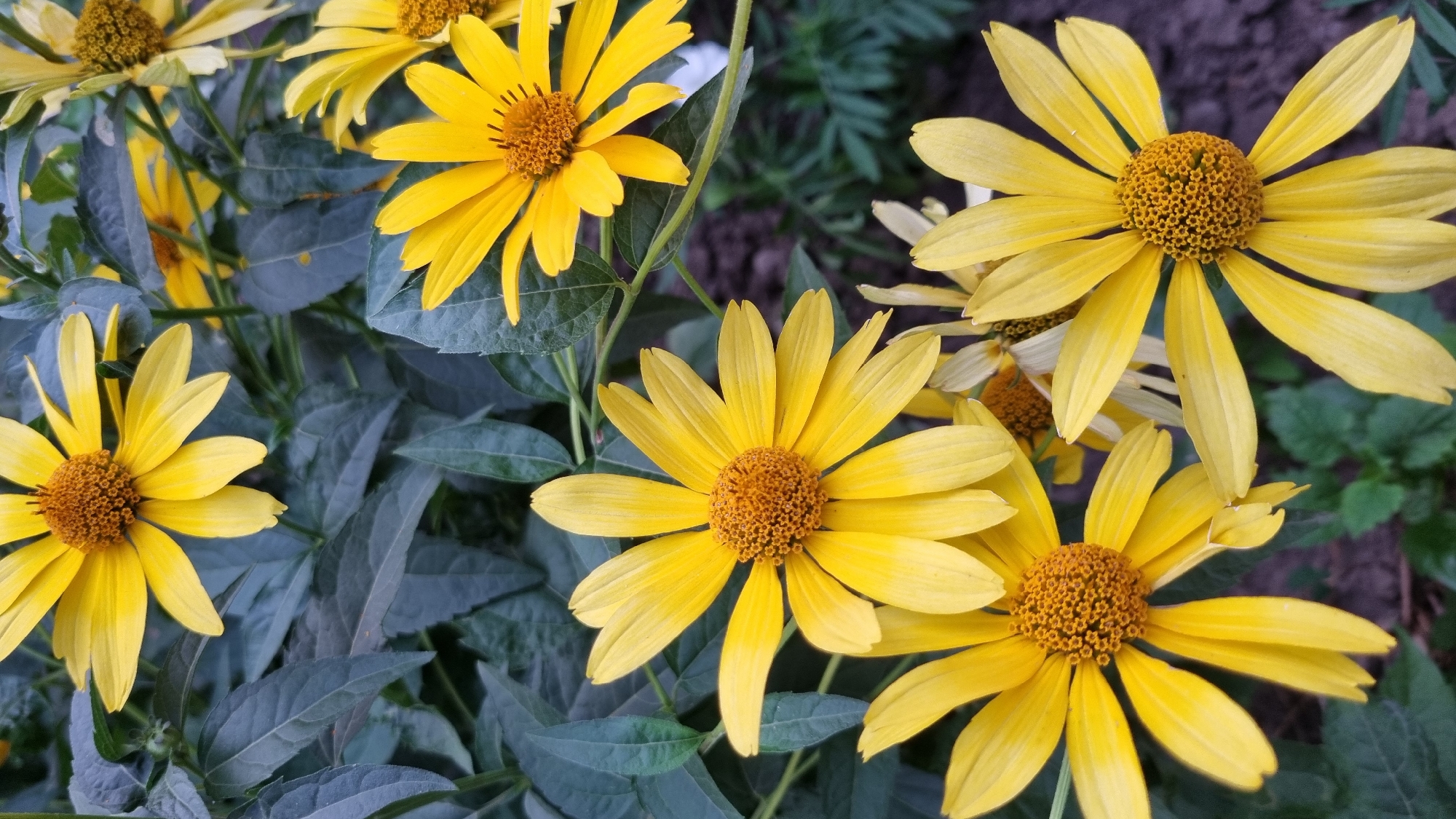 This media file showcases a close-up, high-angle view of several vibrant yellow flowers with prominent, textured brown centers. The flowers are in various stages of bloom, with some displaying fully open petals and others still partially closed. Their petals are long and slender, radiating outwards from the central disc.
The background consists of lush, dark green foliage and hints of brown soil, suggesting an outdoor garden setting. The lighting appears natural, casting gentle shadows and highlighting the textures of the petals and flower centers. The focus is sharp on the flowers, drawing the viewer's attention to their intricate details and bright yellow hue, contrasting with the darker, muted tones of the surrounding leaves.
The scene evokes a sense of natural beauty and the freshness of a garden. There is no visible text within the image. Given the provided location context of Smila, Ukraine, this likely depicts a garden scene in that region during a favorable season for these flowers to bloom. The overall impression is one of tranquility and the simple elegance of nature.