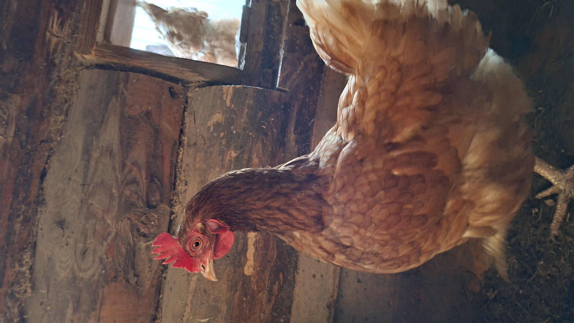 The image captures two chickens within a rustic, wooden coop or barn, viewed from a slightly elevated perspective. The primary subject is a brown hen, prominently positioned in the foreground and mid-ground. Its head is bent downwards, suggesting it is pecking at the ground or observing something below. This hen displays reddish-brown feathers across its body, a darker brown head, a vivid red comb, and wattle, with a clear dark eye and a light-colored beak. Portions of its scaly, yellowish-brown legs and talons are visible towards the bottom right.
In the background, another chicken is partially visible through an opening in the wooden wall. This second chicken appears to be a lighter brown or off-white. The opening acts as a window or doorway, allowing natural daylight to illuminate the interior of the wooden structure. The coop's walls are constructed from rough, unpainted wooden planks, exhibiting distinct grain patterns, knots, and signs of age or wear. The prominent wood texture dominates much of the background. The scene's lighting indicates it is daytime. No visible text is present in the image.