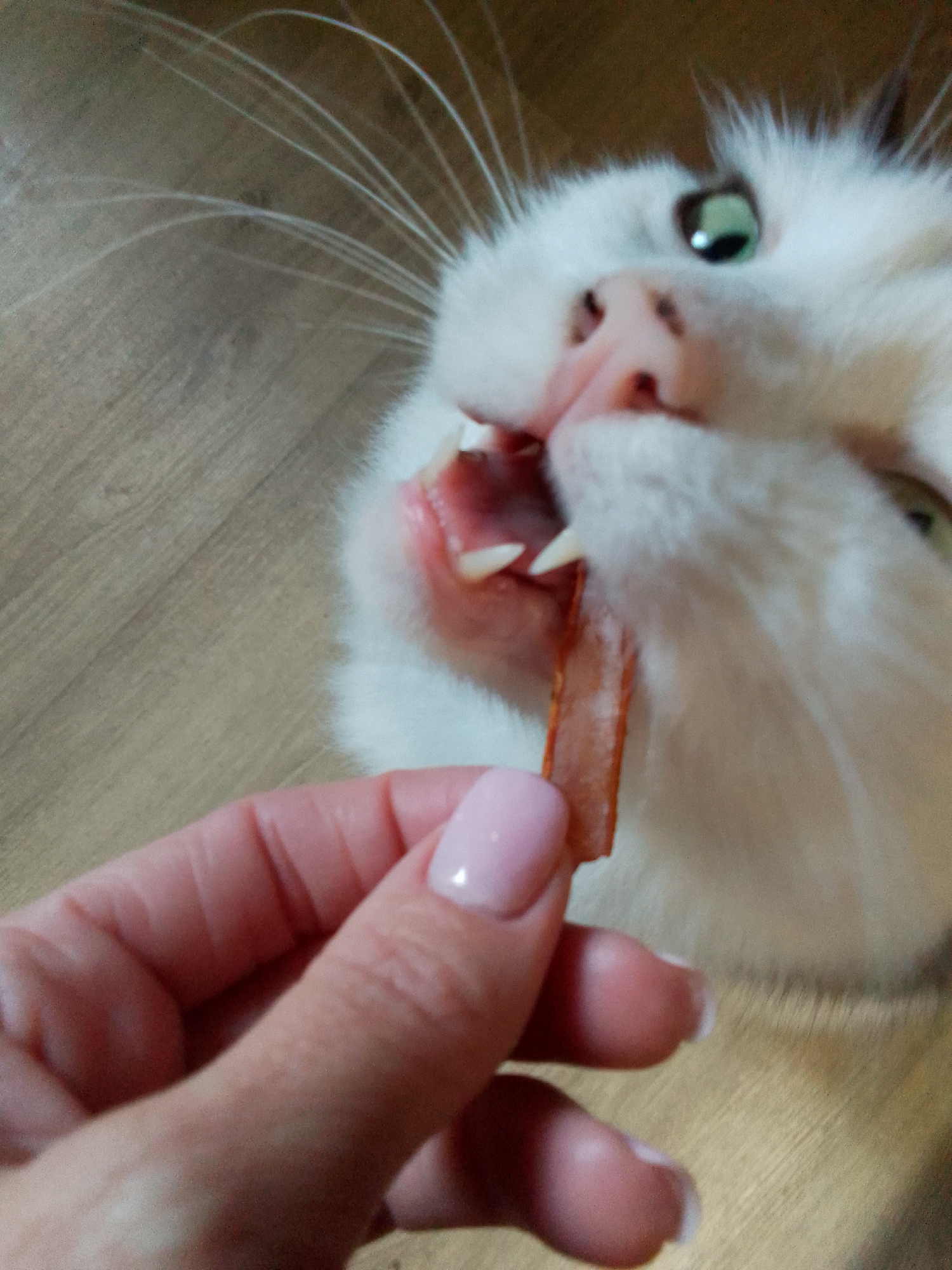 A close-up, high-angle shot shows a white cat with green eyes eating a treat from a person's hand. The cat's mouth is open, revealing its teeth and pink gums as it grips an orange, dried treat. The person's hand, with light pink nail polish and visible fingerprints, is holding the treat. The background consists of a light brown, wooden floor.