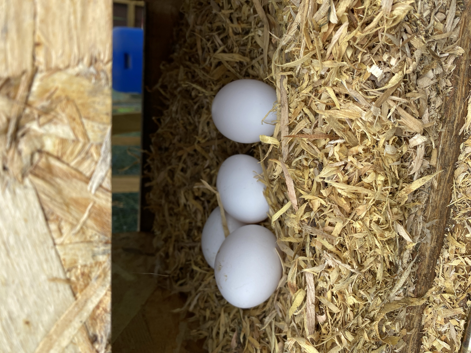 The scene depicts a bird's nest, constructed of straw or wood shavings, inside what appears to be a wooden structure. There are four white eggs nestled within the bedding material. A section of wood paneling is visible to the left, and a fragment of a blue object is seen in the background. No people or animals are visible in the image. The geographical location (Villaviciosa, Spain) is not evident from the provided image.