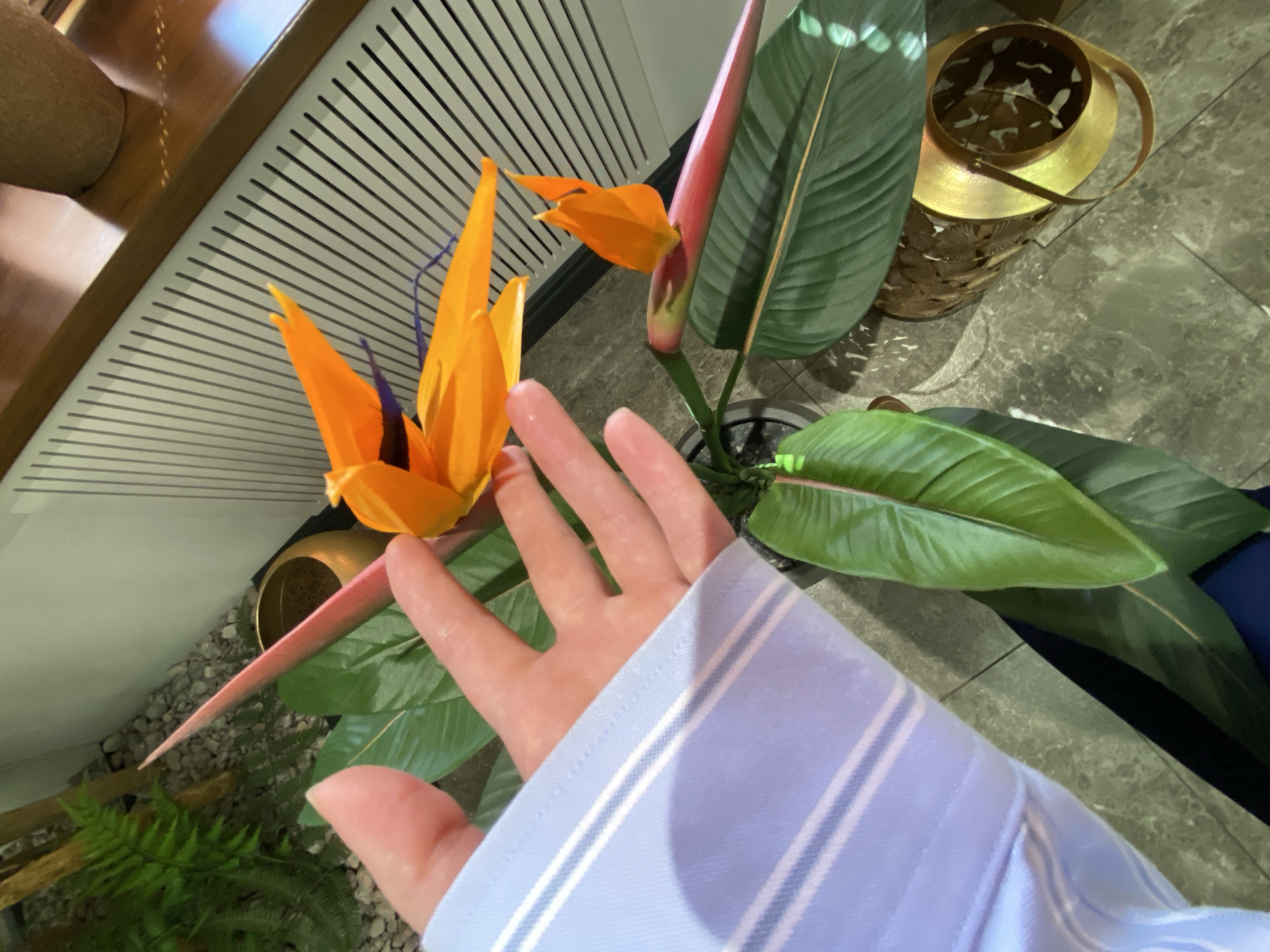 An indoor scene in Votkinsk, Russia, captured from a slightly elevated perspective, features a person's hand reaching towards a vibrant arrangement of Bird of Paradise flowers. The fair-skinned hand, with its palm facing upwards and fingers gently curled, extends from the right side of the frame. A light blue shirt sleeve with fine white pinstripes covers the person's forearm.
The central focus is on several striking Bird of Paradise (Strelitzia) blooms, showcasing their characteristic bright orange petals and subtle blue stamens, emerging from prominent, pinkish-red spathes. Large, deep green leaves belonging to the plant fan out around the flowers, indicating a healthy specimen. The plant is situated in a dark pot, resting on a bed of light grey pebbles, which also hosts smaller, fern-like greenery to the lower left.
The setting includes a dark grey, possibly marbled, tiled floor. In the background, a light-colored slatted wall or decorative screen runs diagonally across the upper left. To the right of the main plant, a decorative golden metal lantern with intricate leaf-like cutouts adds an ornamental touch. A smooth, rounded wooden element is partially visible in the upper left corner, suggesting nearby furniture. The image depicts a well-decorated and maintained indoor space, possibly a lobby or a large room, with no visible text.