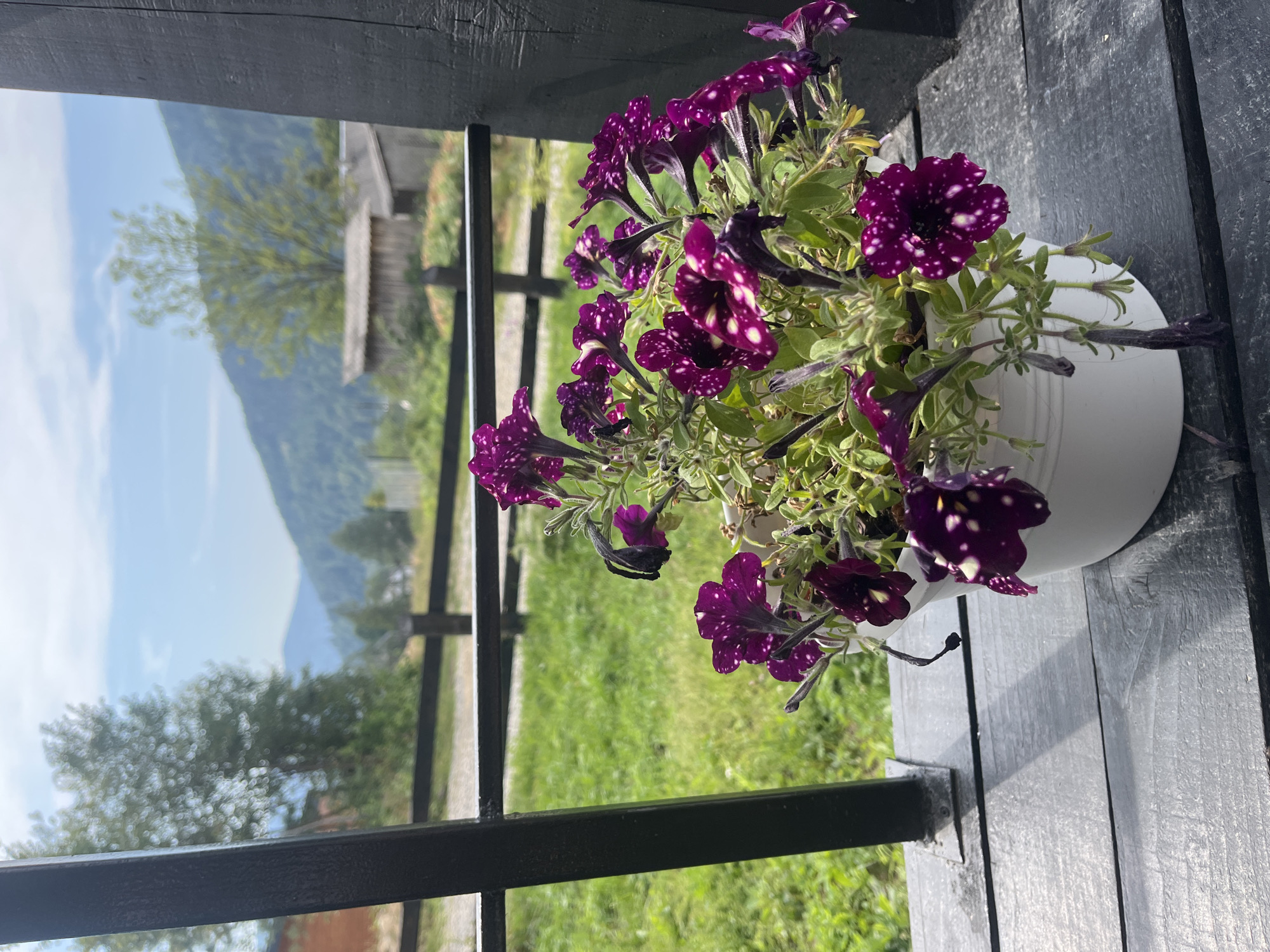 A close-up shot focuses on a white pot of dark purple petunias with white speckles, resting on a dark wooden surface. The pot and flowers are positioned on the left side of the frame. Behind the flowers, a black railing or fence is visible, with a blurred background of lush green grass, trees, and rolling hills under a bright, partly cloudy sky. The scene is set outdoors, likely on a porch or balcony, offering a view of a rural landscape in Mykulychyn, Ukraine. The lighting suggests it is daytime, possibly late morning or early afternoon, with soft sunlight casting shadows on the wooden surface. No people are present in the image.
