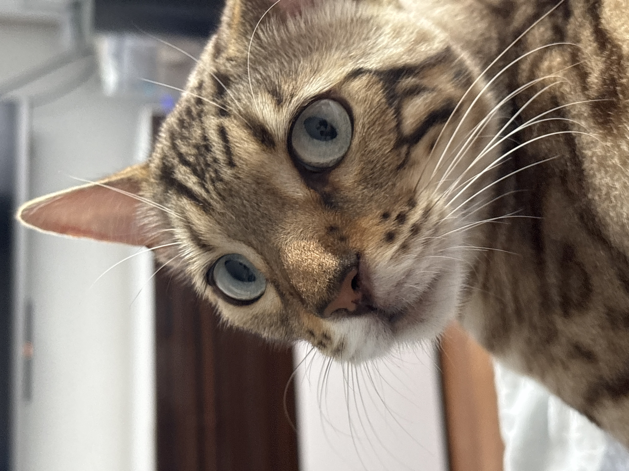 A close-up, eye-level shot captures the face of a tabby cat with striking blue-green eyes. The cat's head is tilted upwards, with one ear pointed straight up and the other slightly angled. Its fur is a mix of brown, black, and tan stripes, and it has long, white whiskers. The background is blurred, showing what appears to be a wooden surface and a lighter, out-of-focus area. There are no people or any indications of the city of Noviy, Russia present in the image.