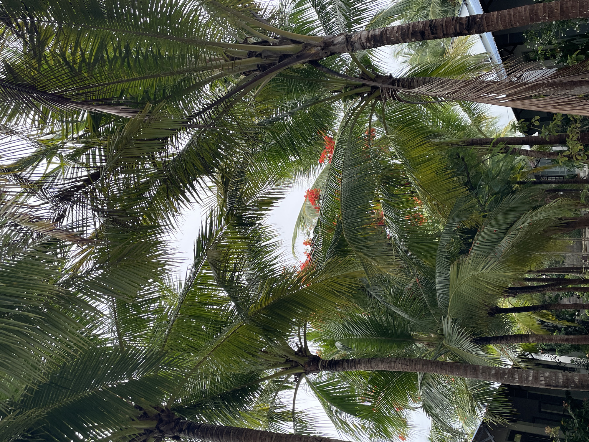 The image is a low-angle shot looking up into a cluster of palm trees. Their trunks are brown and textured, and their fronds are green and feathery, filling most of the frame. The sky is visible in the gaps between the leaves and branches and appears overcast or hazy. Some red flowers are visible among the palm fronds. It is in Phu Thuy Ward, Vietnam.