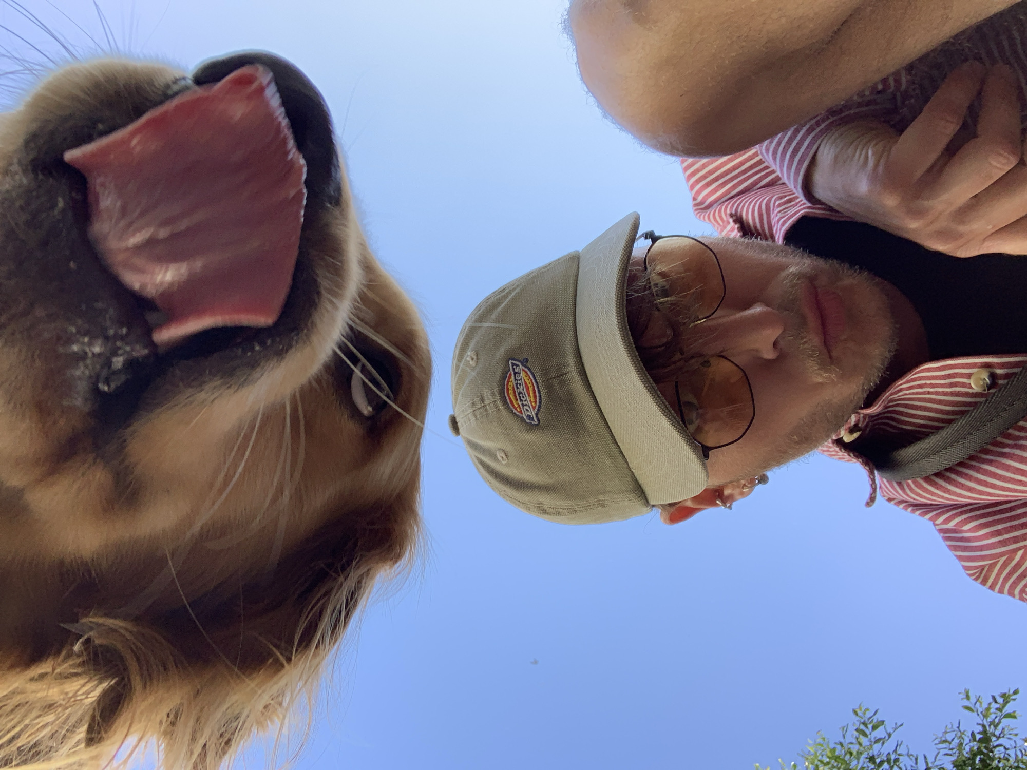 An upward-facing close-up photograph captures a golden-furred dog and a person against a clear blue sky. On the left, the dog's snout and part of its face are visible, with its large, pink tongue extended and a dark nose. Its eye is partially seen, looking downwards towards the camera. On the right, a person's head and upper body are visible, also looking down. They wear a light-colored, possibly tan or beige, baseball cap with a red and orange "Dickies" logo prominently displayed on the front. Round, wire-frame glasses with amber-tinted lenses are on their face, and they have stubble on their chin and jawline. The person is wearing a red and white striped shirt.
The perspective suggests the camera was placed on the ground or held very low, looking up at the subjects. The background is almost entirely a vibrant, cloudless blue sky, indicating a bright, sunny daytime setting. A small amount of green foliage is visible in the bottom right corner, hinting at an outdoor location. The overall impression is a playful and affectionate interaction between the dog and the person, possibly the dog licking the camera or the person looking at their pet. The scene is set in Tel-Aviv, Israel.