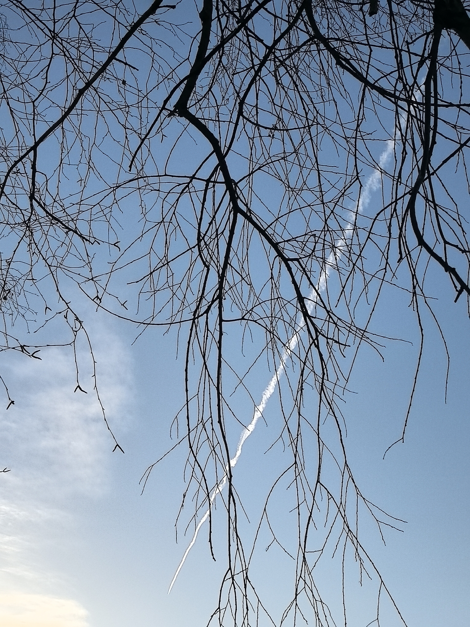 The image captures a view of bare tree branches against a blue sky with contrails. The branches are dark and intricate, filling a significant portion of the frame. The sky is a clear blue, with a few wispy clouds and distinct white contrails crossing each other. There are no people or animals visible in the image. The scene appears to be outdoors. The location in Noviy, Russia, is inferred; there is no concrete evidence about this information.