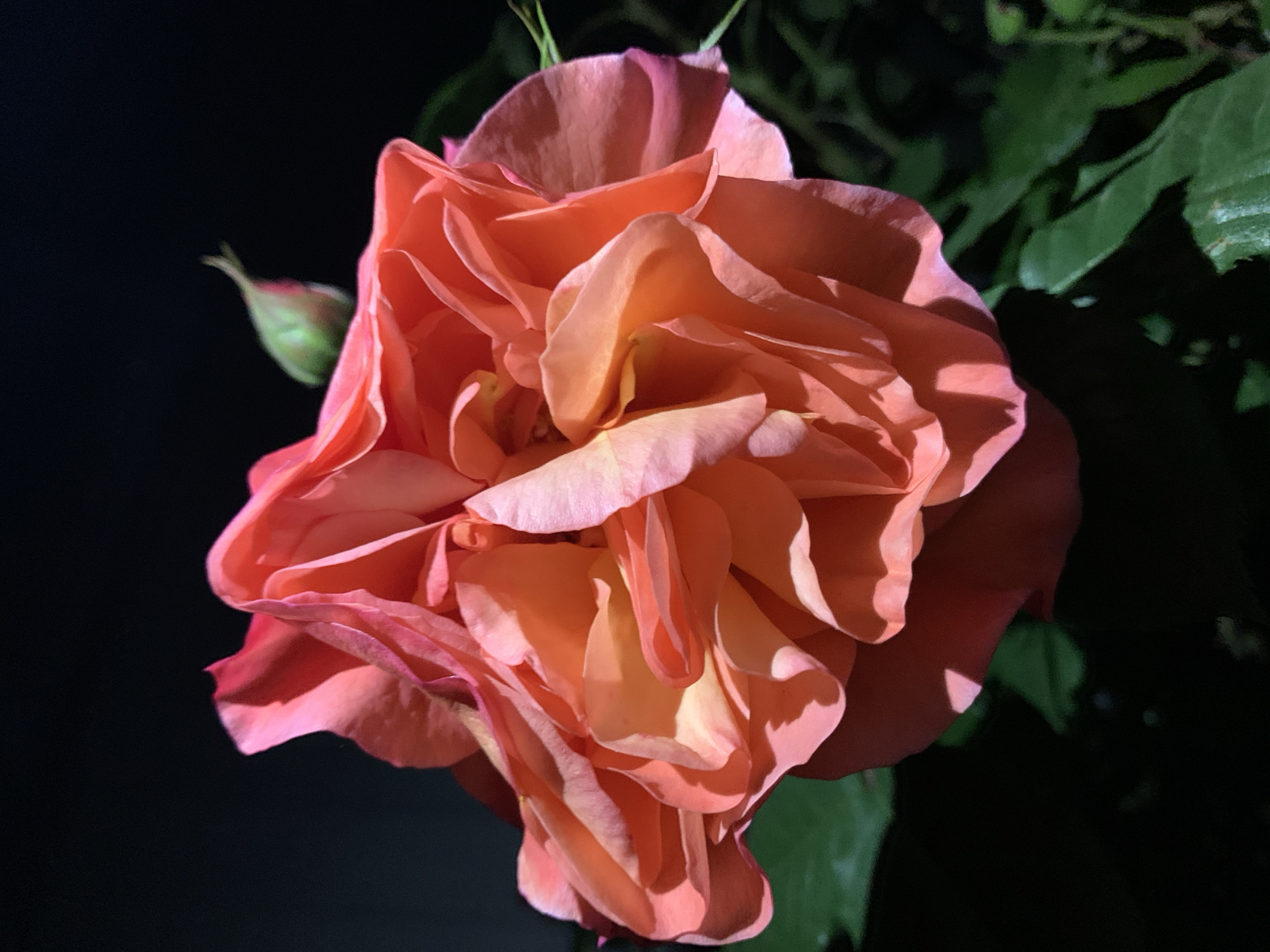 A close-up shot features a large, light-coral-colored rose in full bloom. The rose's petals are tightly layered and arranged, creating a dense, ruffled appearance. A small, closed rosebud is visible on the left side of the rose. Behind the rose, a few green leaves are visible, contrasting with the dark background. The location is Unknown, Unknown.