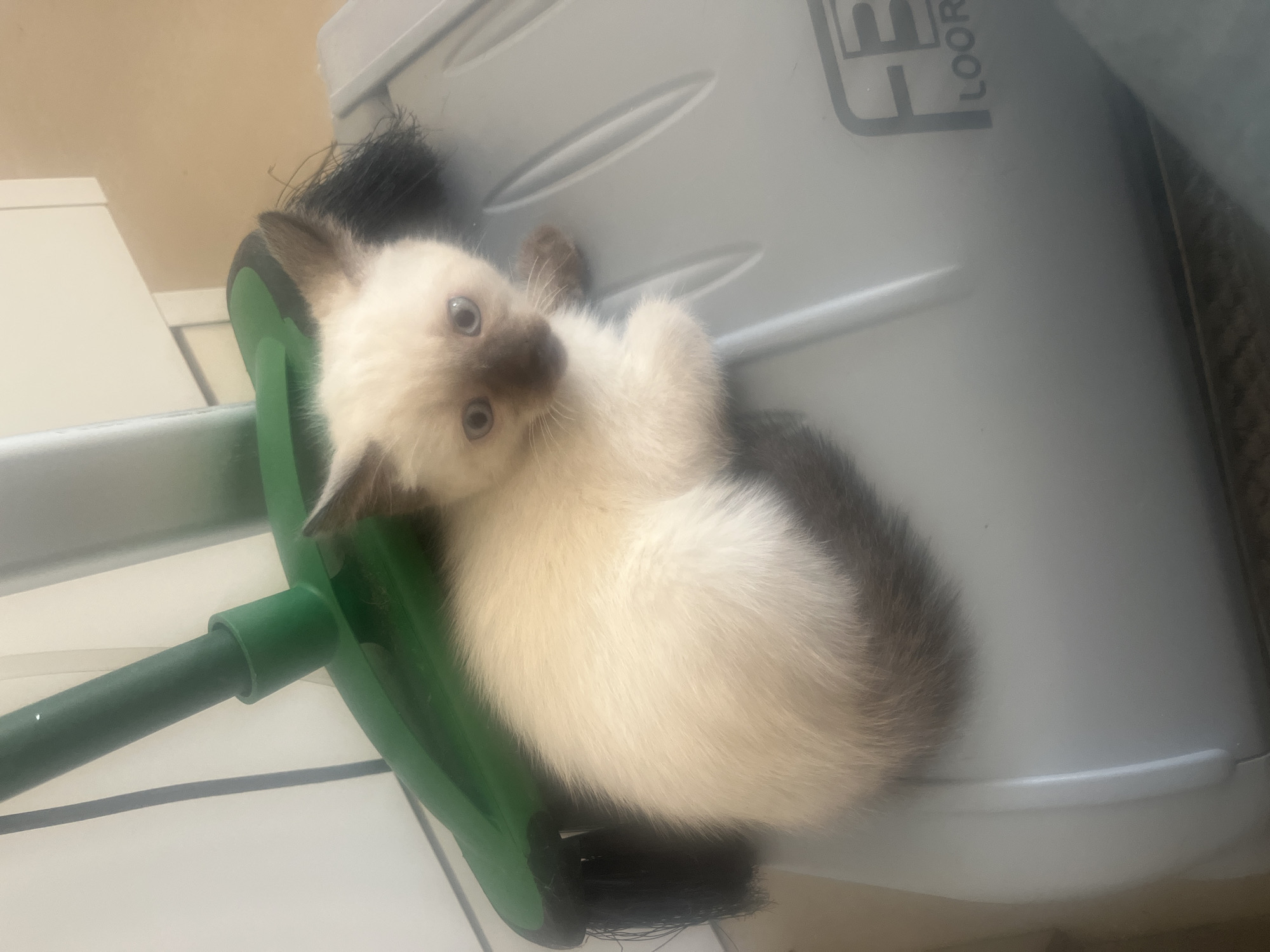 A light-colored kitten with darker points on its ears, face, and tail is nestled on top of a gray plastic container. The kitten is partially covered by a green broom handle and bristles. The background consists of white and beige walls. The scene appears to be indoors.