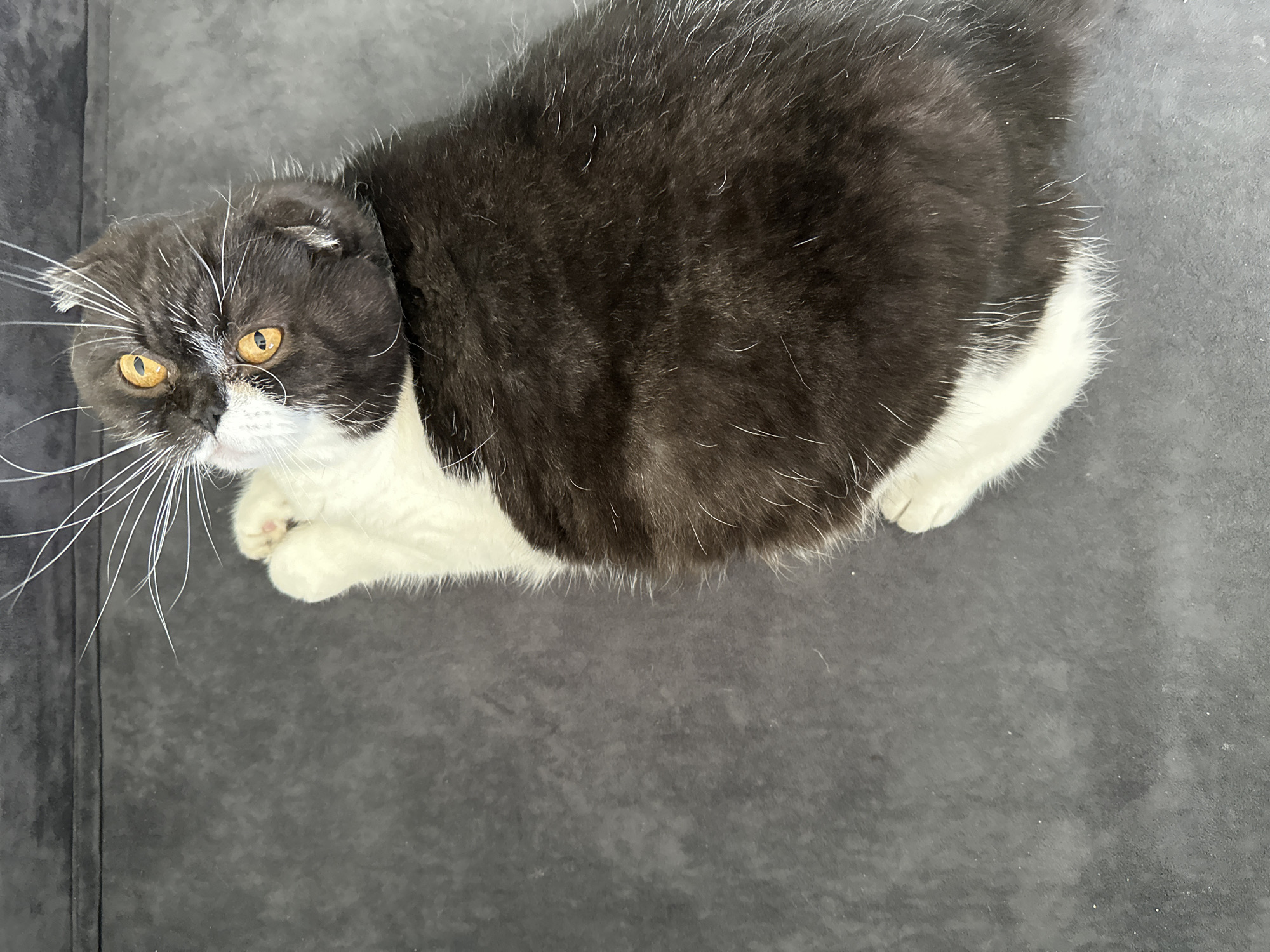 A black and white Scottish Fold cat is lying on a gray surface. The cat is positioned in the upper portion of the frame, with its head tilted towards the left side and its golden eyes looking up. Its coat is predominantly black, with white markings on its face, chest, and paws. The surface beneath the cat is a solid, matte gray. There is no indication that this image was taken in Kharnavy, Russia. There are no people or interactions visible in the image. The scene consists only of a cat on a gray surface.