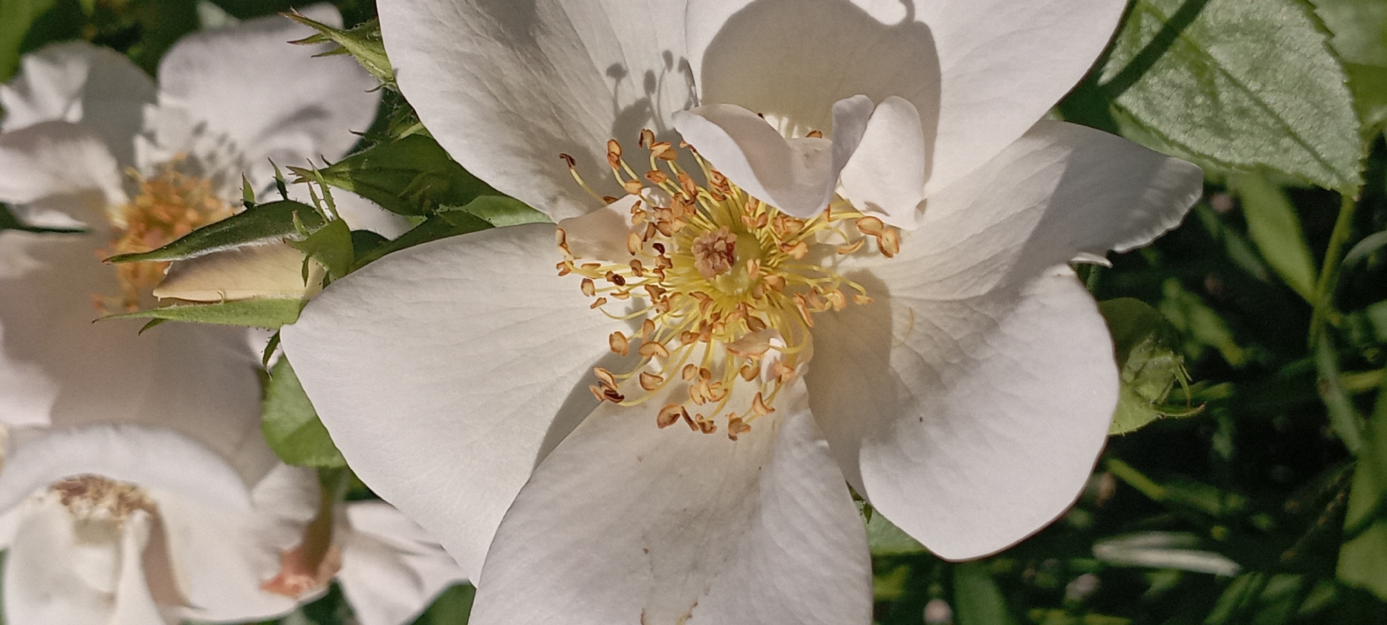 A close-up, eye-level shot captures the intricate details of a white rose in Radisne, Ukraine. The delicate white petals unfurl to reveal a cluster of yellow stamens at the flower's center. Several green buds, some partially open, are visible around the main bloom, suggesting a garden or natural setting. Sunlight casts soft shadows on the petals. The background is softly blurred, with hints of green foliage and other white flowers. The overall impression is one of natural beauty and tranquility.