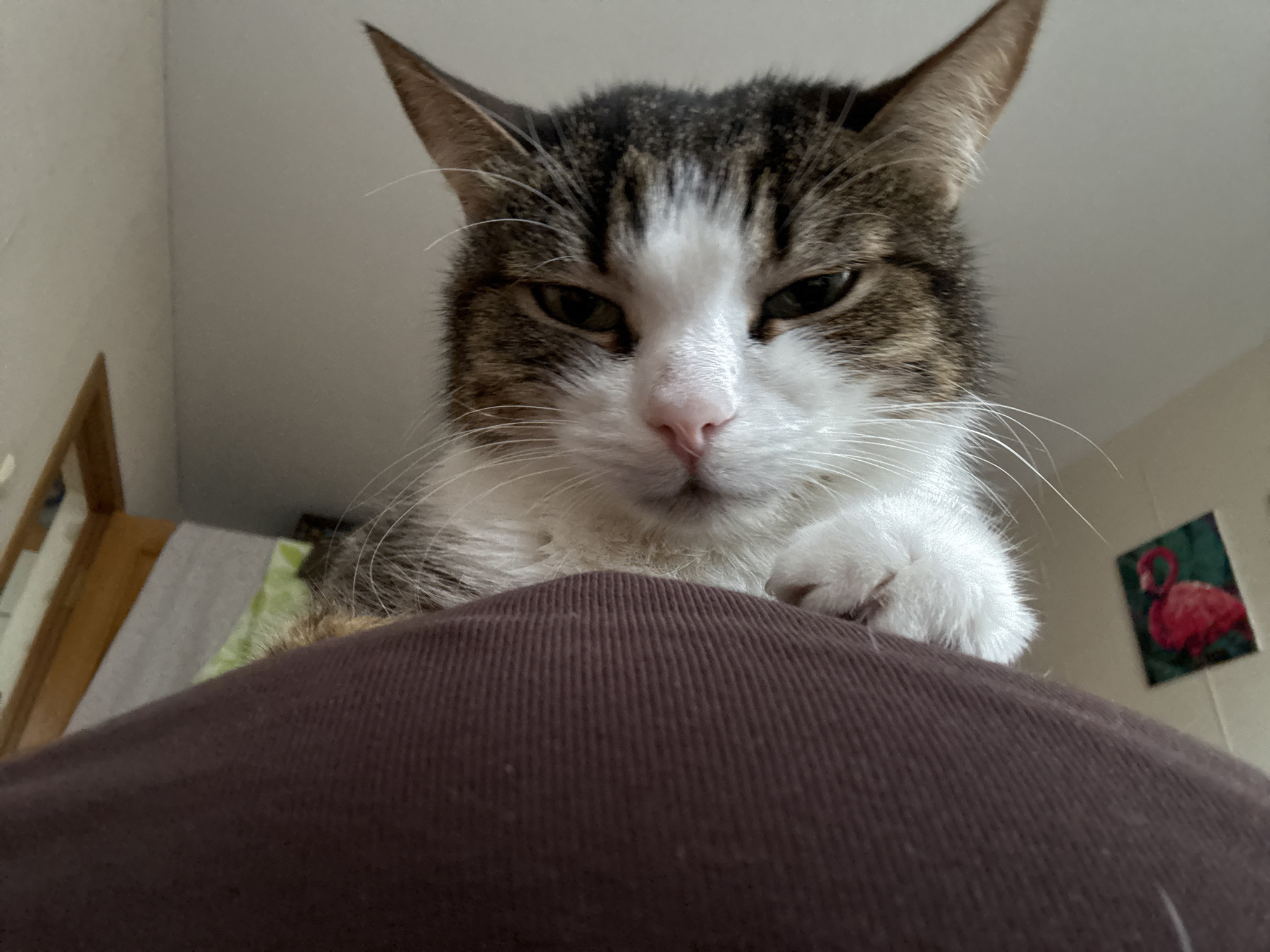 This media file shows a close-up, low-angle shot of a domestic cat, likely a tabby with white markings. The cat's face is the primary subject, with its eyes looking down towards the camera. Its ears are perked up, and its nose is pink. The cat appears to be resting on a dark brown, textured surface, possibly fabric like corduroy, which takes up the lower portion of the frame. In the background, a wall is visible, with a corner on the left and a framed picture of a pink flamingo on the right. A wooden furniture piece, possibly part of a bed frame, is also partially visible on the far left. The lighting suggests an indoor setting, possibly during daytime given the ambient light. The cat's expression could be interpreted as curious or perhaps slightly judgmental. There is no visible text in the image. The setting is identified as Khimki, Russia.