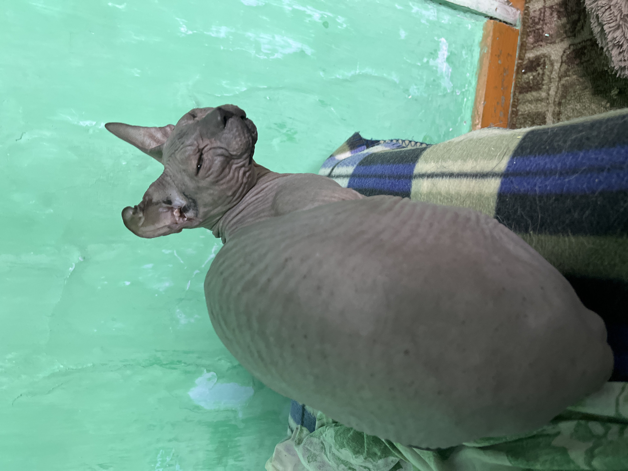 A Sphynx cat with grey skin is sitting on a blanket with blue, black, and cream stripes. The cat is facing to the right and its eyes are partially closed. The background is a light green wall with peeling paint. There is no visible indication of the location in Nizhny Tagil, Russia.