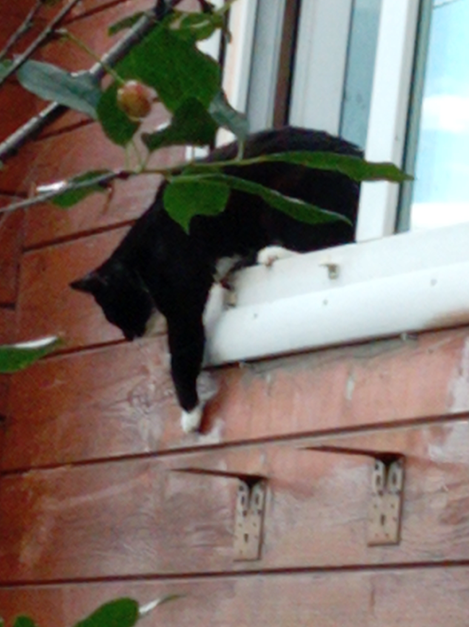 A black and white cat is shown hanging by its front paws from a white window sill, with its body dangling downwards. The cat appears to be in the process of either climbing up or falling down. The background consists of a wooden wall and a window with vertical white and blue striped blinds. The scene is set outdoors, likely in a residential area in Artyom, Russia, given the presence of the wooden structure and window typical of such environments. There are no people or other animals visible in the image.