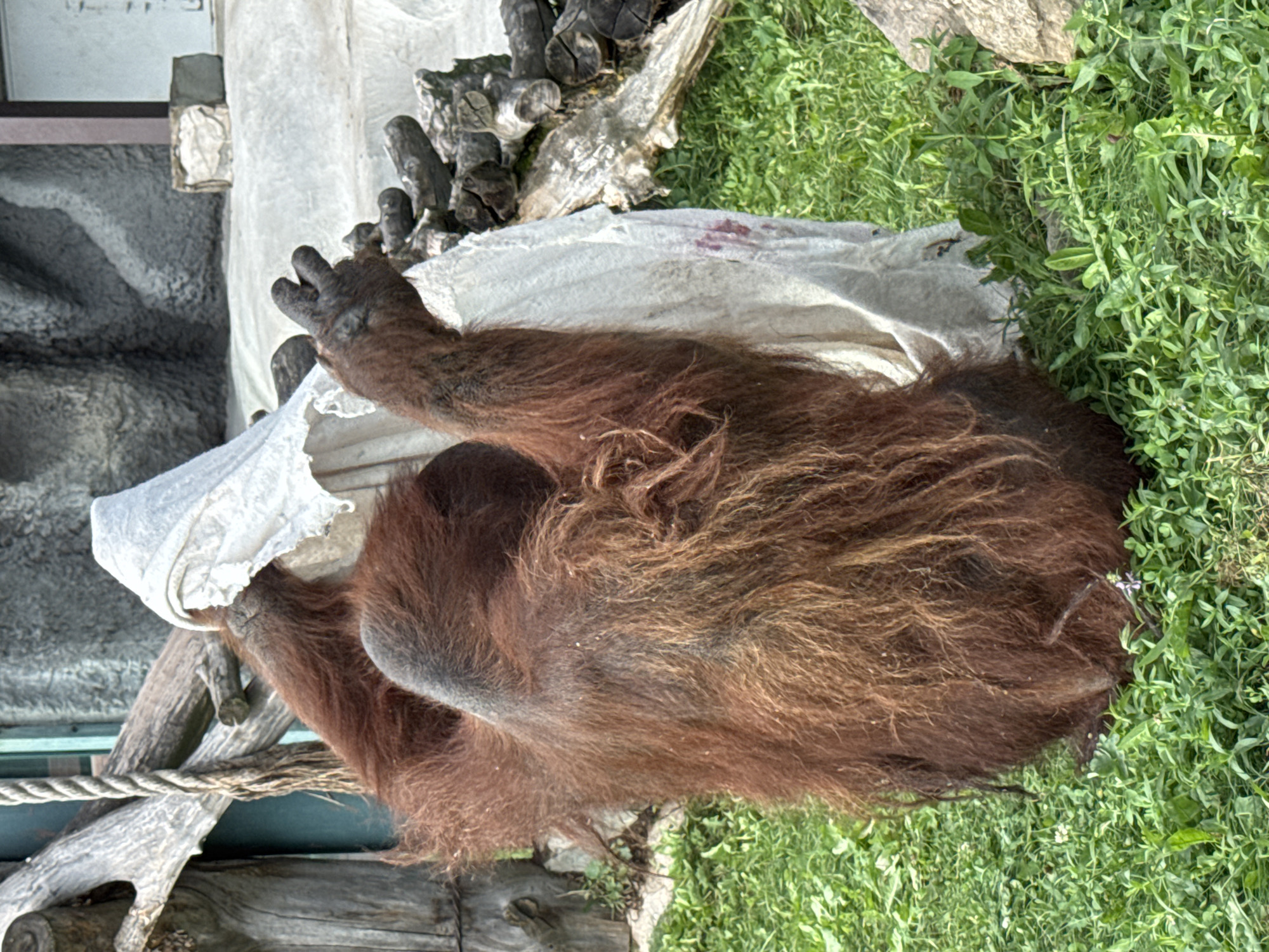 An orangutan is sitting on green grass in an enclosure, holding a white sheet. The orangutan's back is to the camera, and its arms are raised as it manipulates the sheet. The enclosure features naturalistic elements such as logs and a rock-like structure in the background. The lighting suggests an outdoor setting on a bright day. The image was taken at the Izhevsk Zoo in Izhevsk, Russia.
